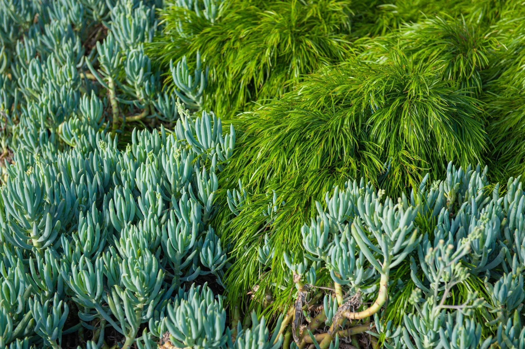 Blue-gray succulents and contrasting green foliage at 26 Castilian