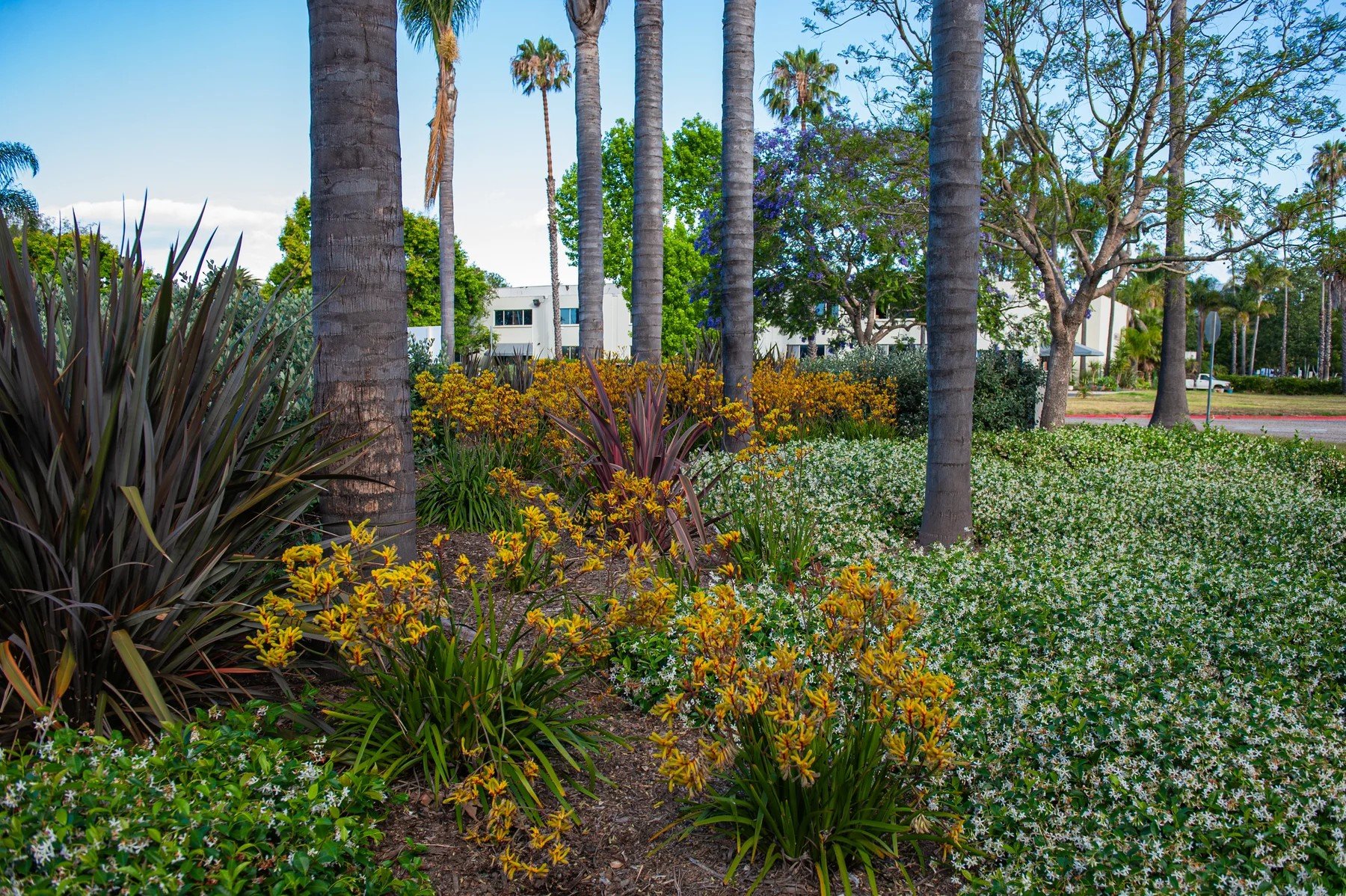 Palms rising above white and yellow flower borders at 111 Castilian Drive