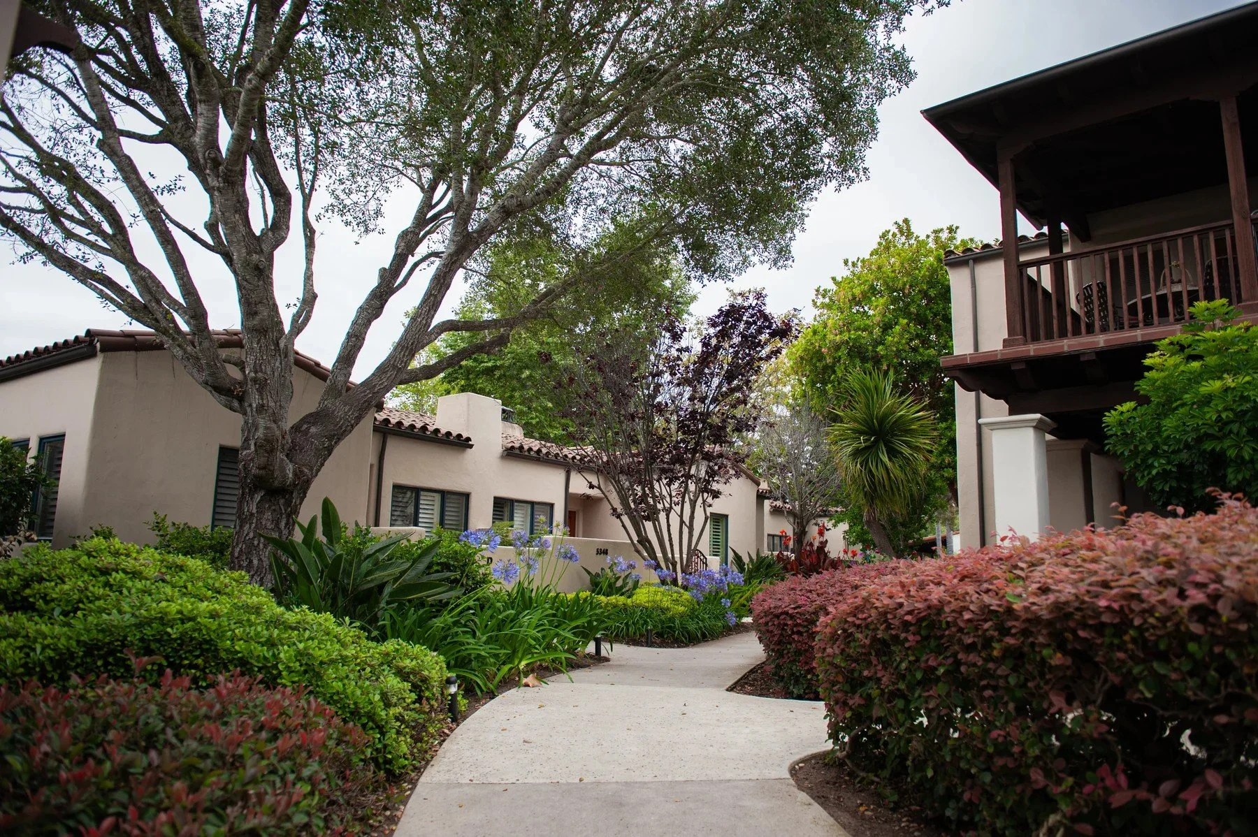 Mature branching tree over a planted garden path at Maravilla
