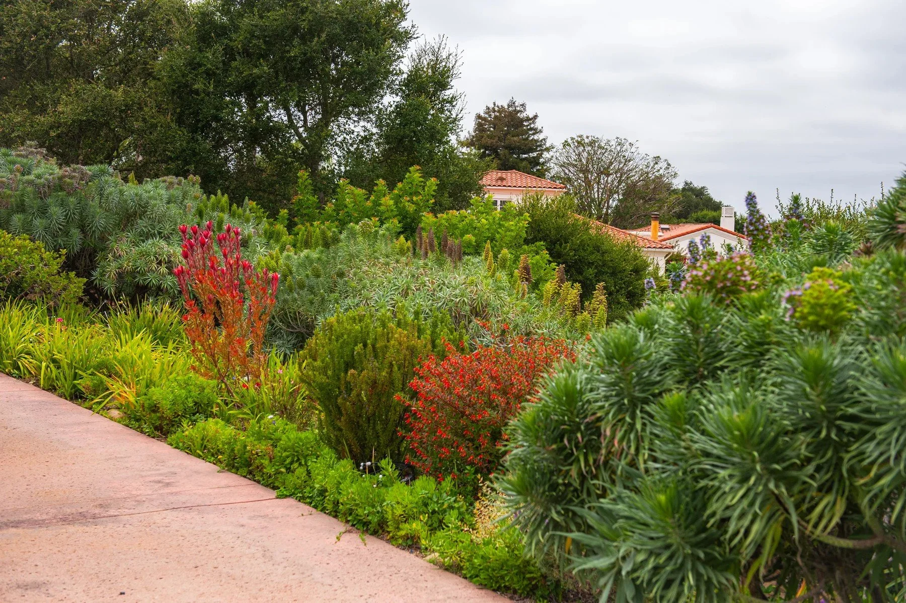 A broad border of flowering plants, grasses, and shrubs beside a Sierra Madre path