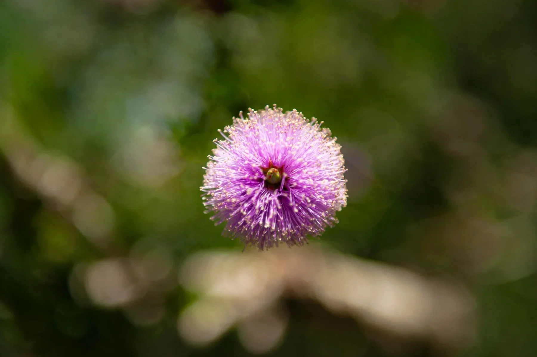 A bee on a round pink flower in the Riviera Park gardens