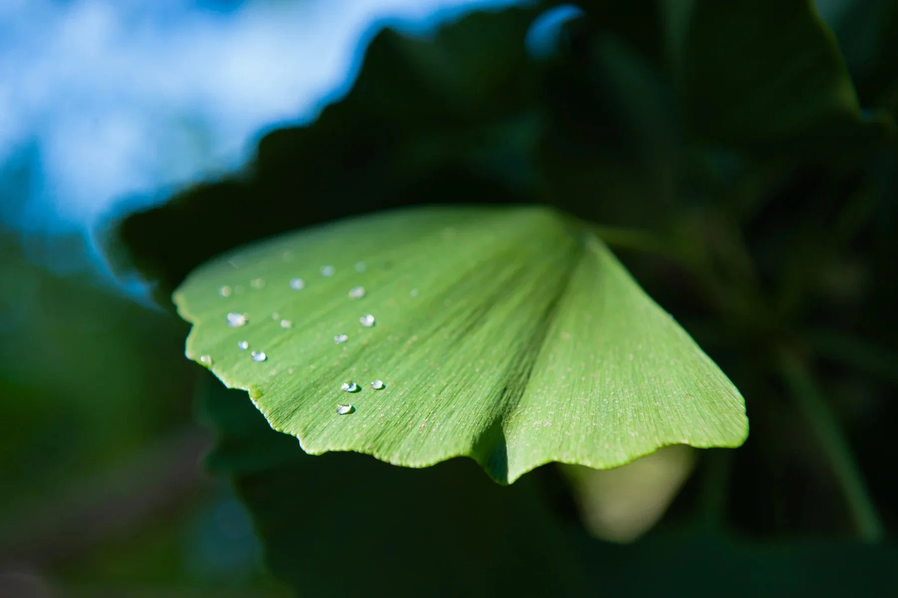 Water droplets on a fan-shaped green leaf in the La Goleta gardens