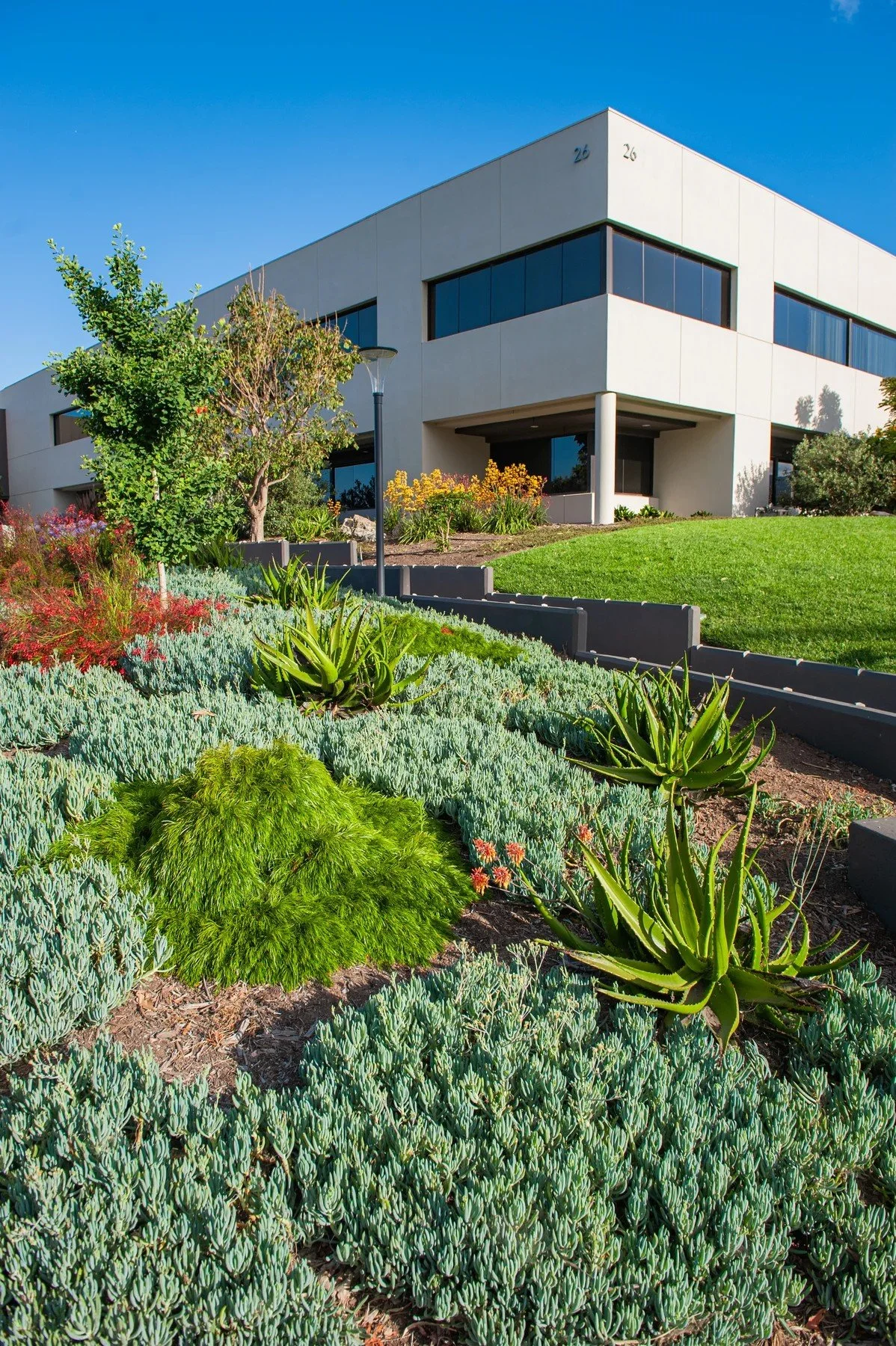 Succulents and textured planting beside the building at 26 Castilian