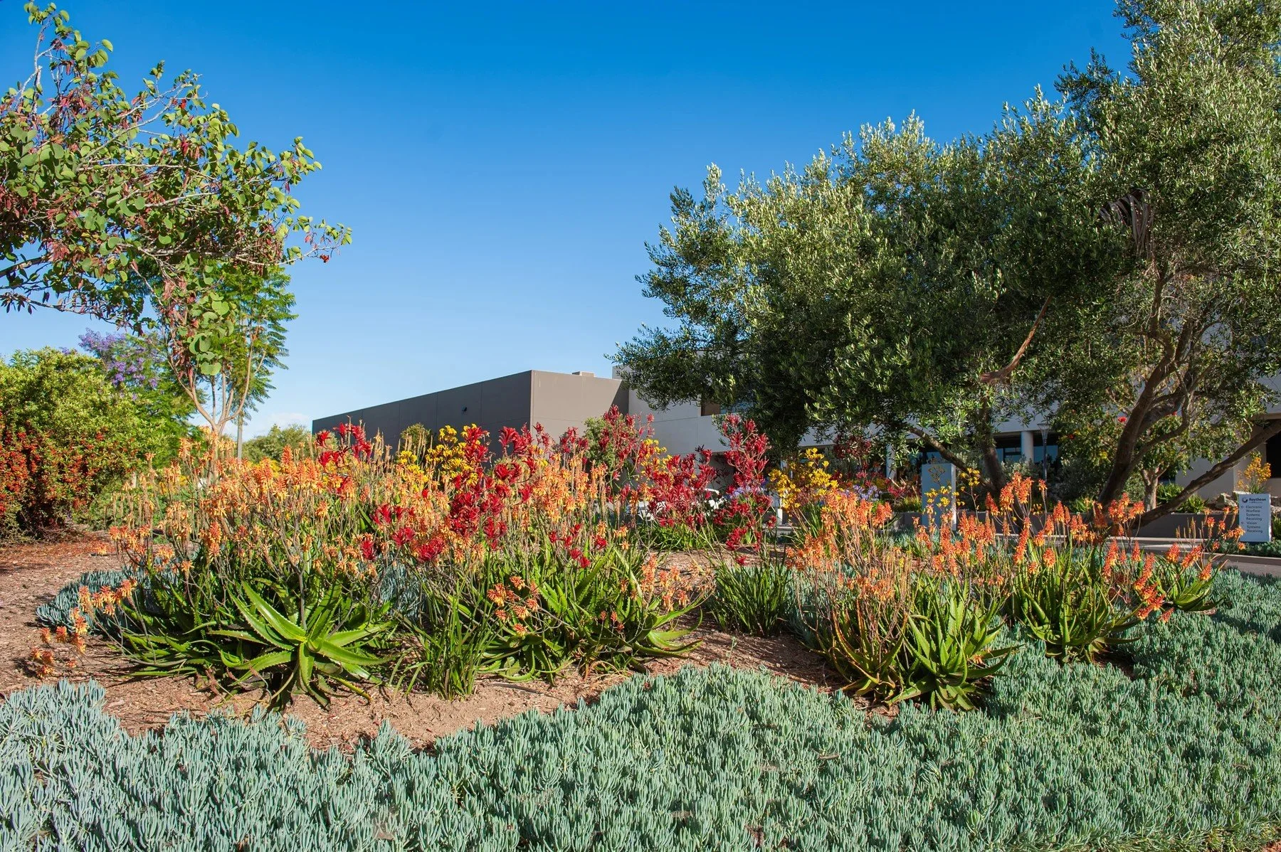 Red flowering stalks rising above blue-gray succulents at 26 Castilian