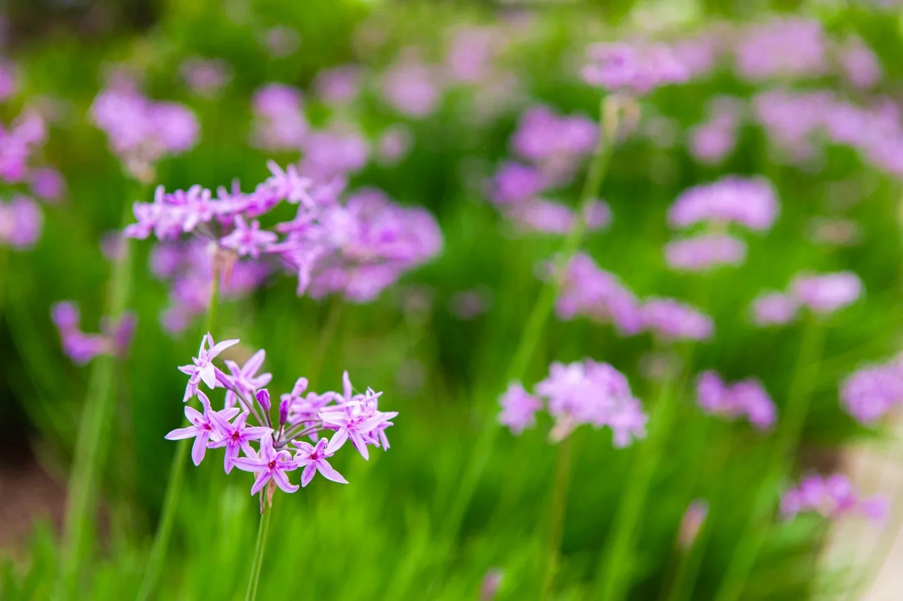 Clusters of small purple flowers at Hollister Business Park