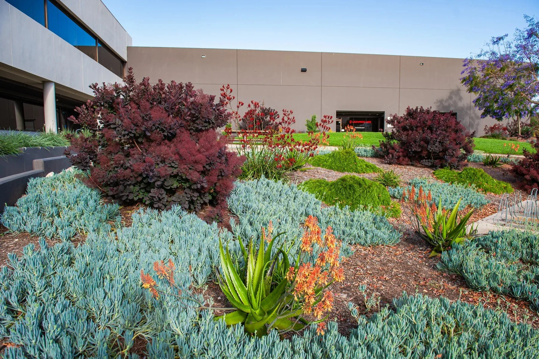 Layered succulents and red-leaved shrubs along a path at 26 Castilian