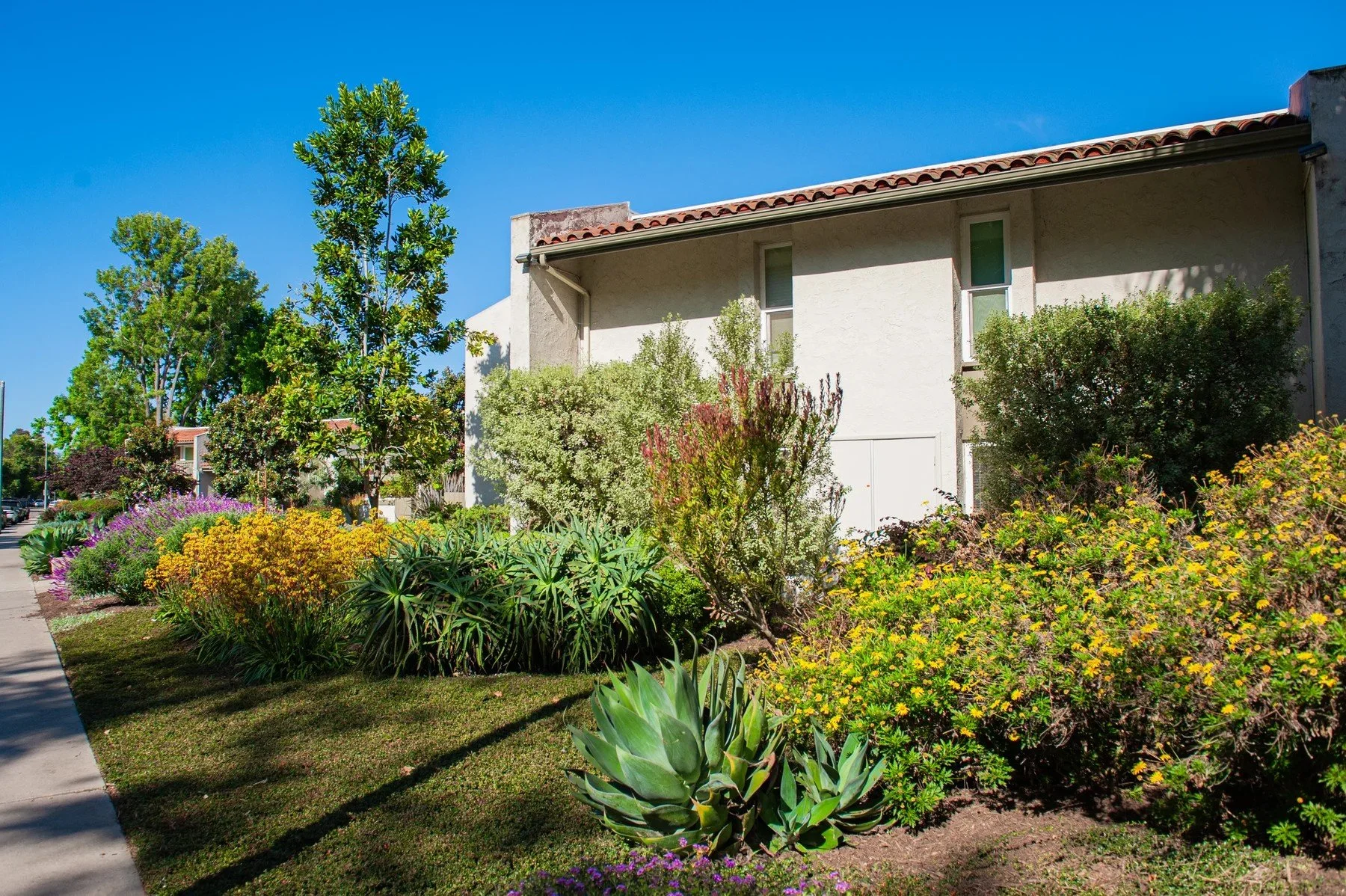 Succulents and flowering shrubs beside a La Goleta residence
