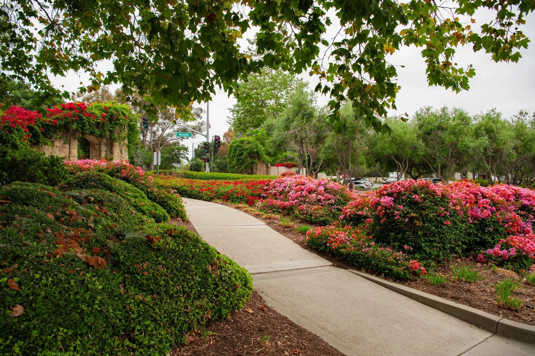 Curved path lined with pink flowers and clipped shrubs at Maravilla