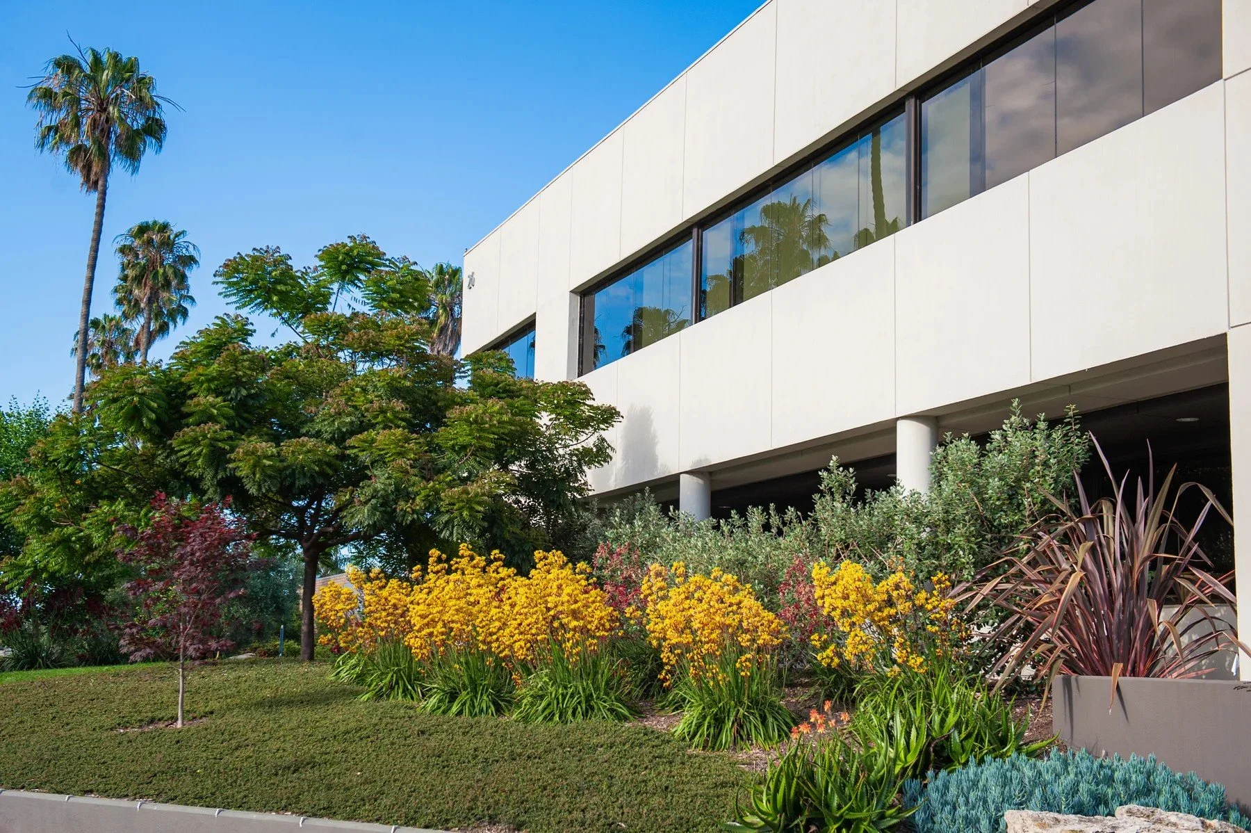 Yellow flowers and layered planting beside the office building at 26 Castilian