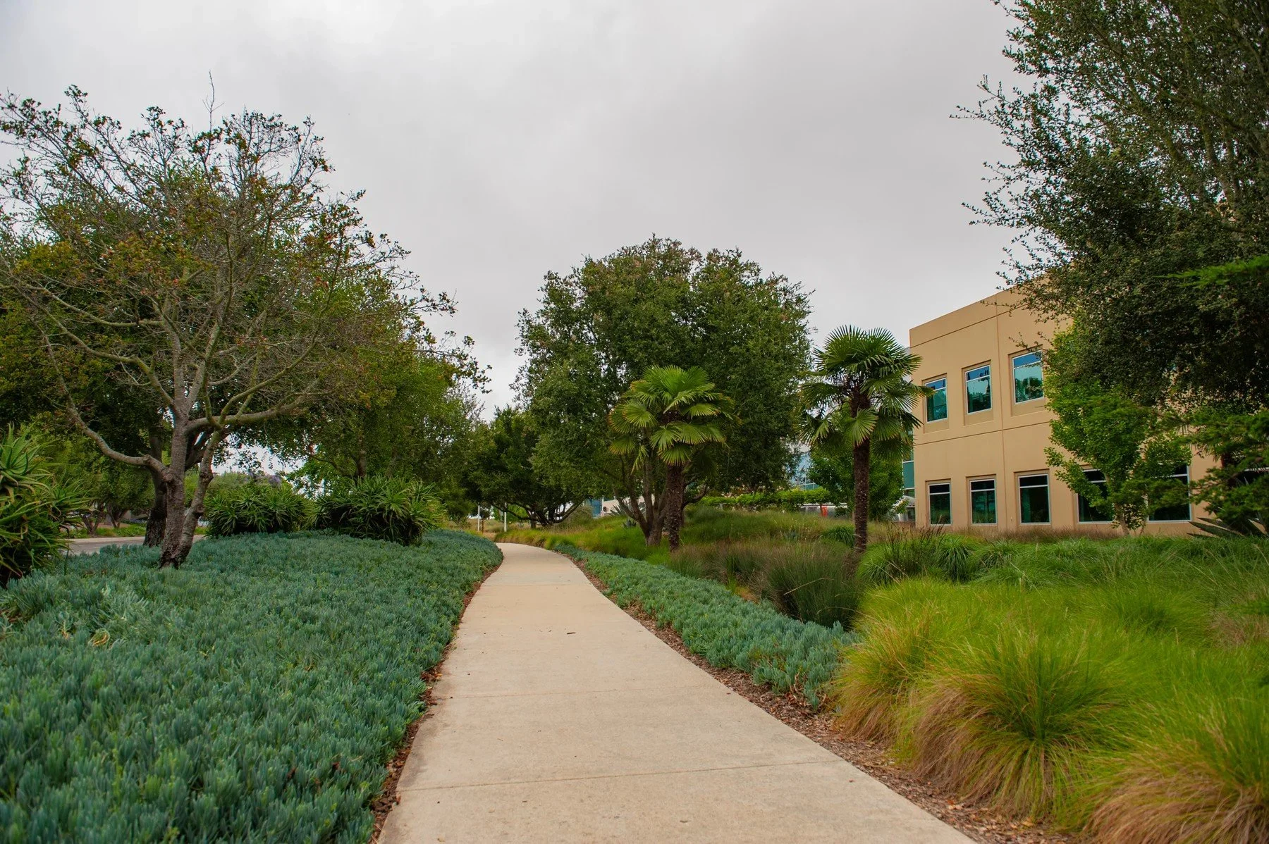 A campus path bordered by blue-gray groundcover and green grasses at Cabrillo Business Park