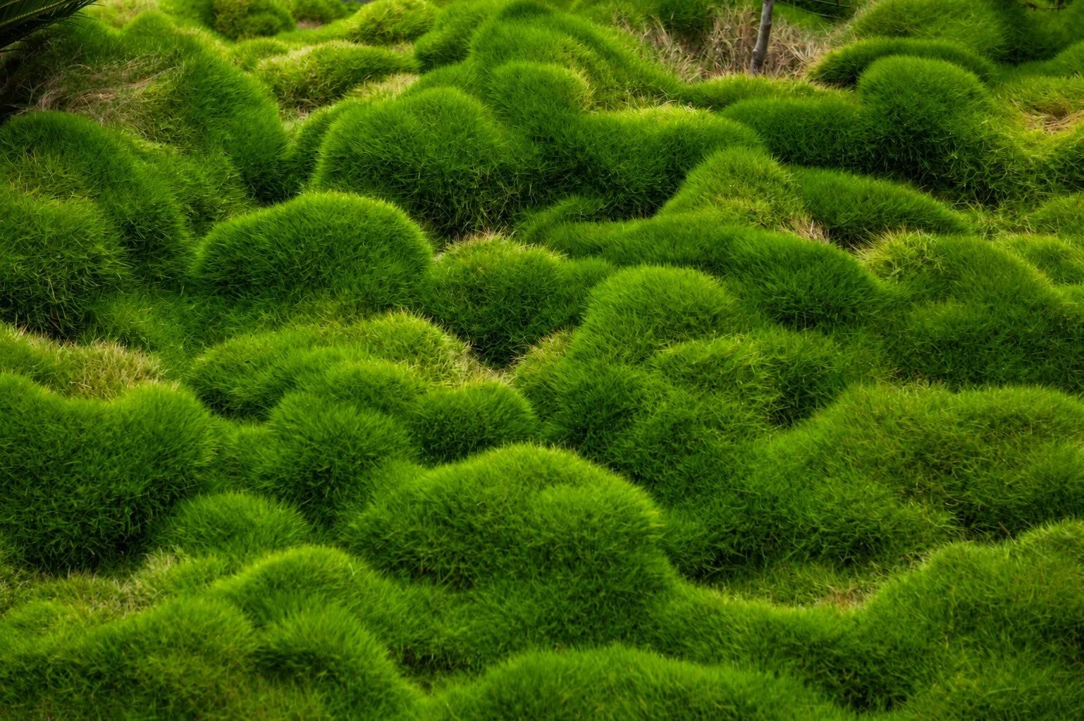 Rounded mounds of bright green groundcover at 601 Pine Avenue