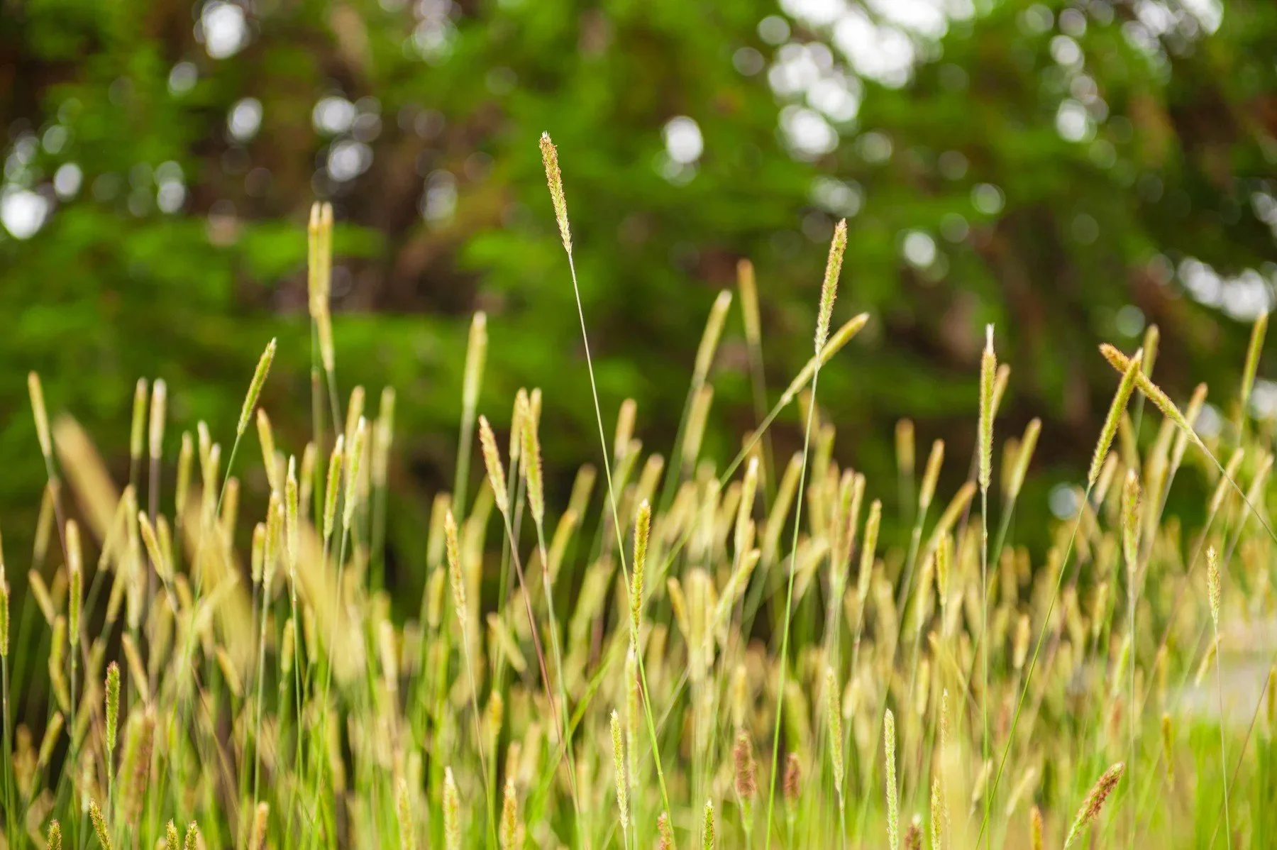 Sunlit ornamental grass seed heads in a Deckers campus planting bed