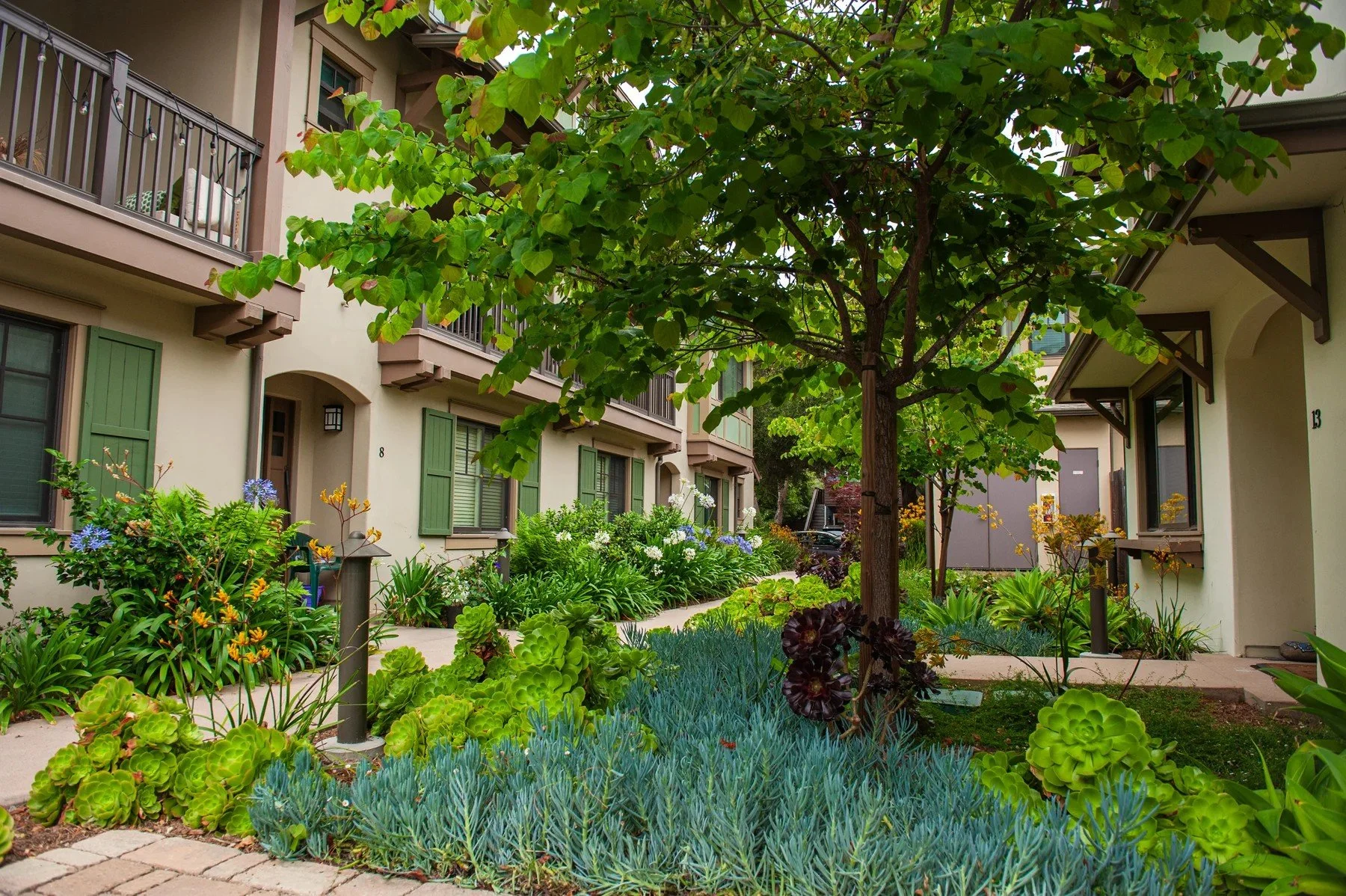 Layered succulents and small trees around a garden path between Tejado Grove homes