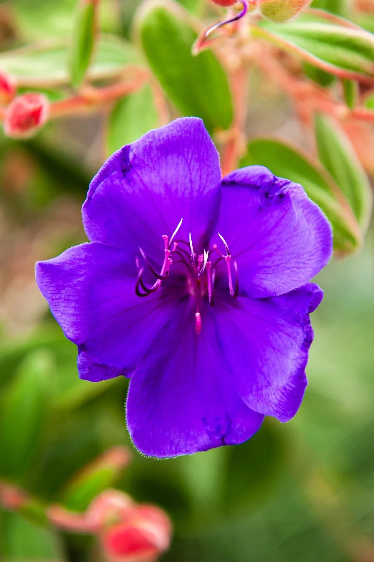A purple flower in the Tejado Grove gardens