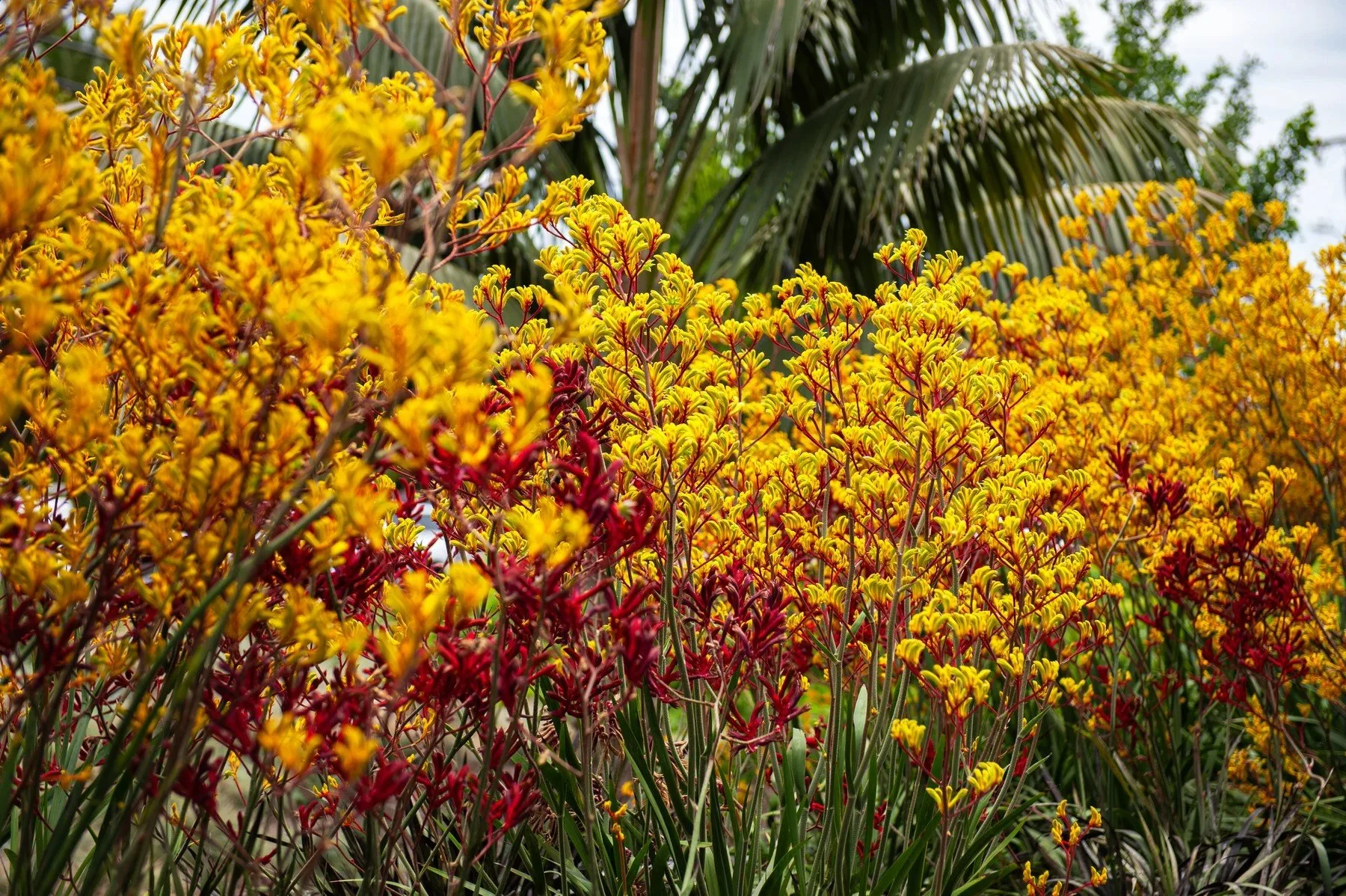 Yellow flowers and red stems in a planting bed at 601 Pine Avenue