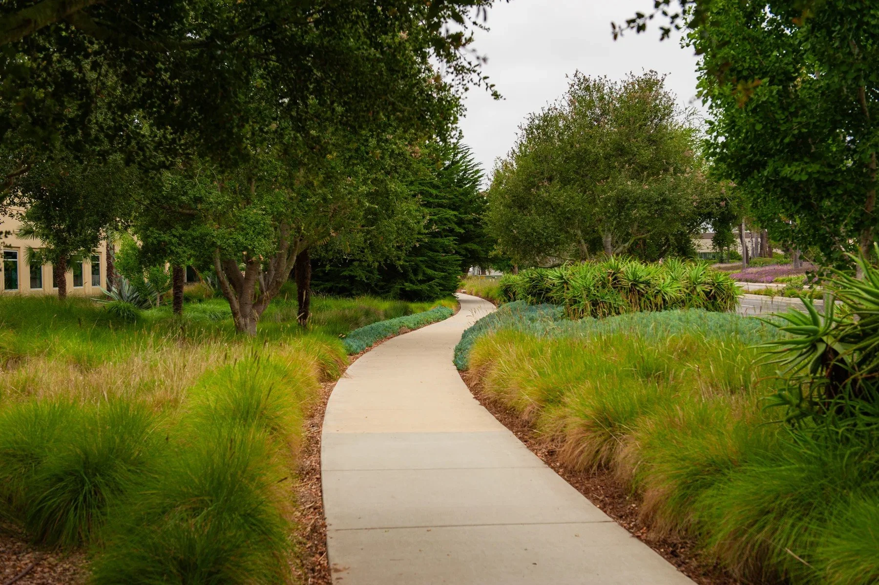 Garden path through ornamental grasses and trees at Cabrillo Business Park