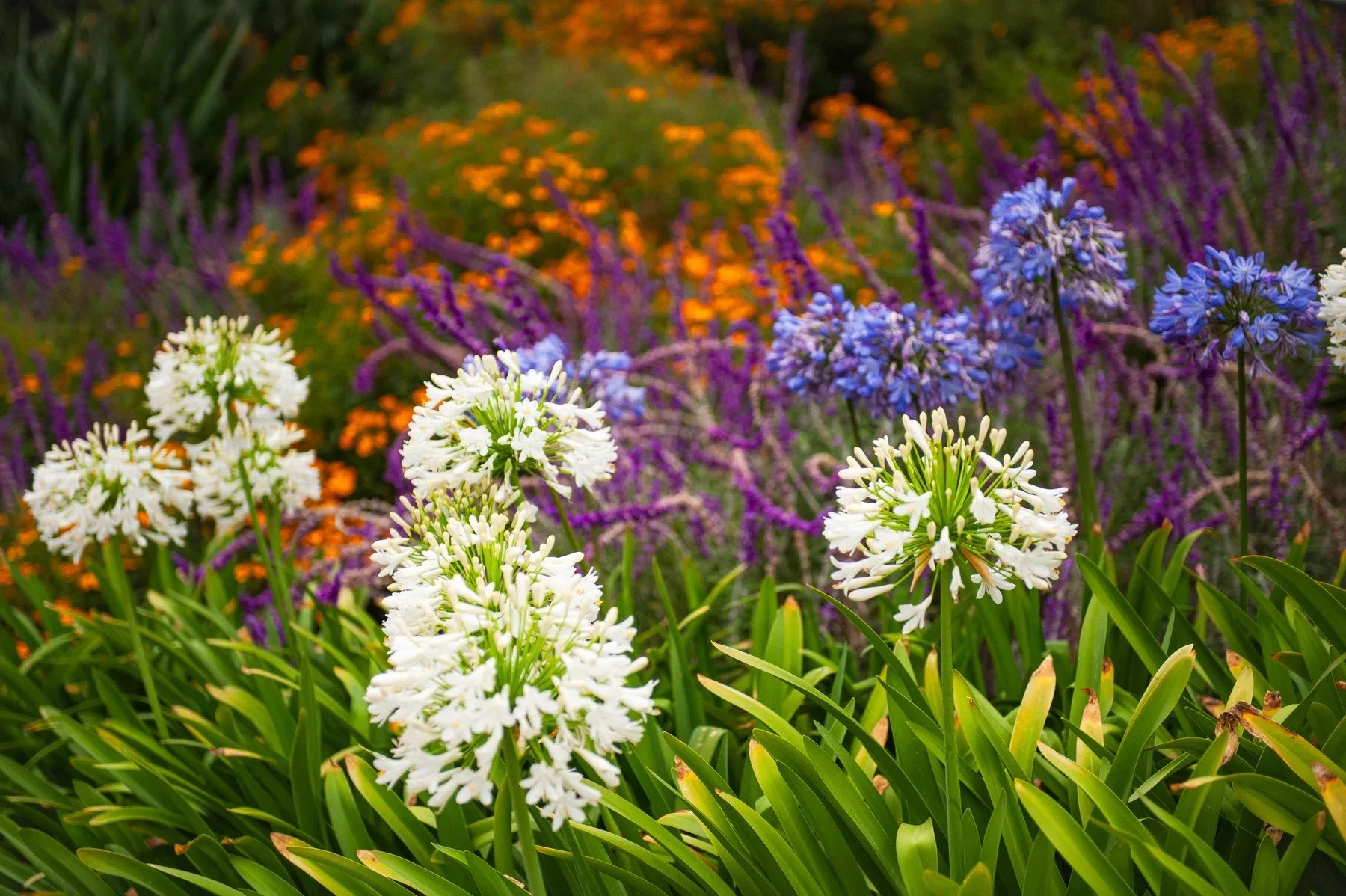 White, orange, and blue flowers in a Hollister Business Park garden bed