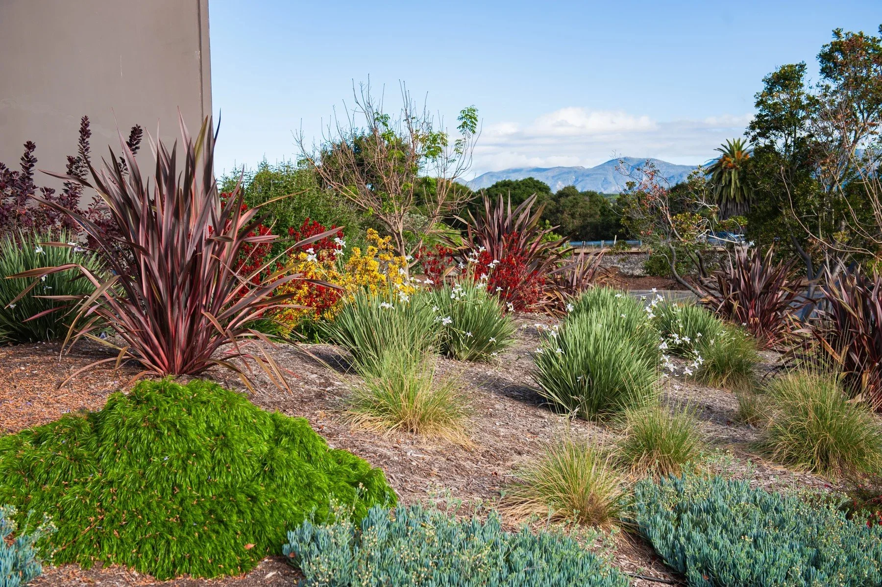 Ornamental grasses and contrasting foliage beside 26 Castilian, with mountains beyond