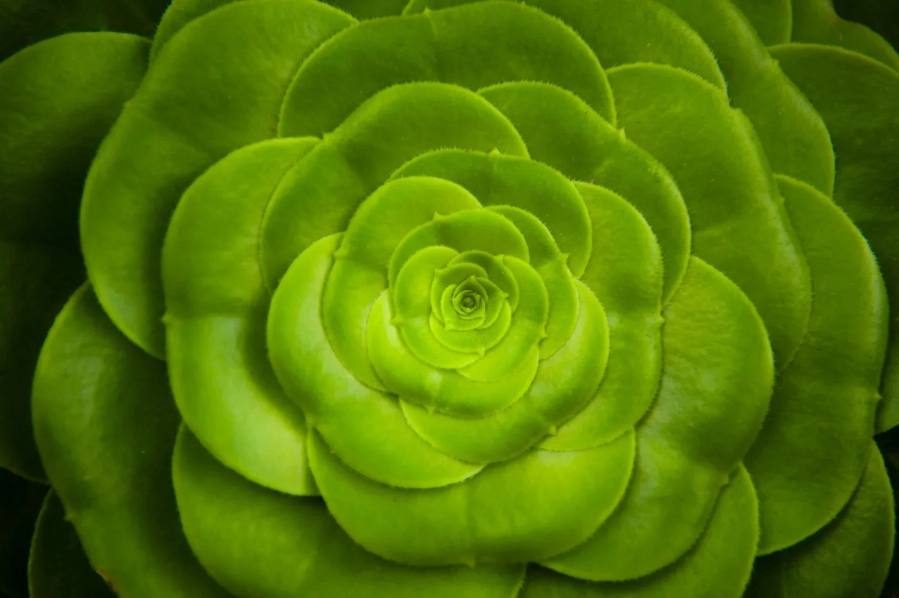 Green succulent rosettes in a campus planting bed