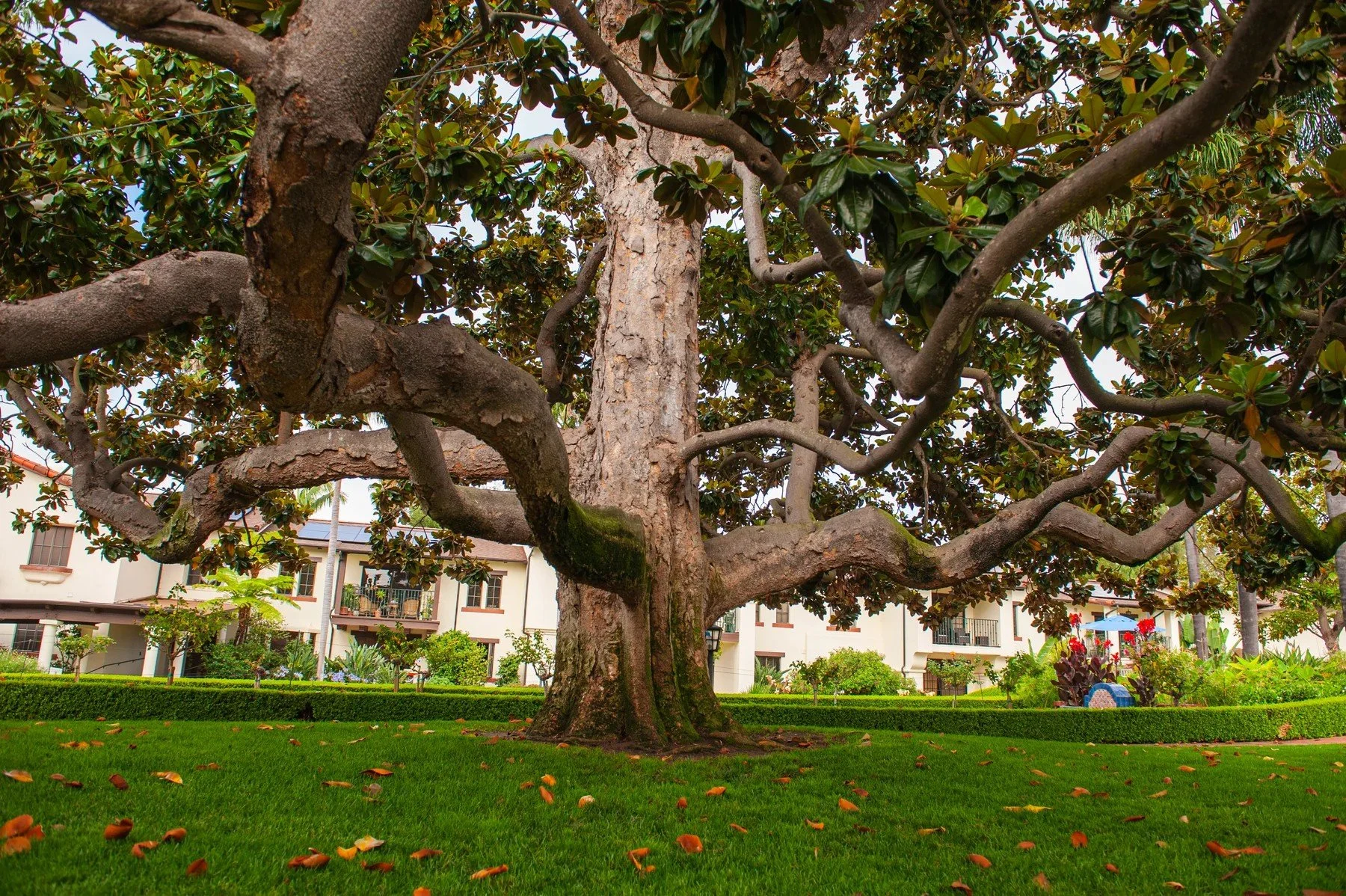Spreading mature tree shading a lawn beside Samarkand residences