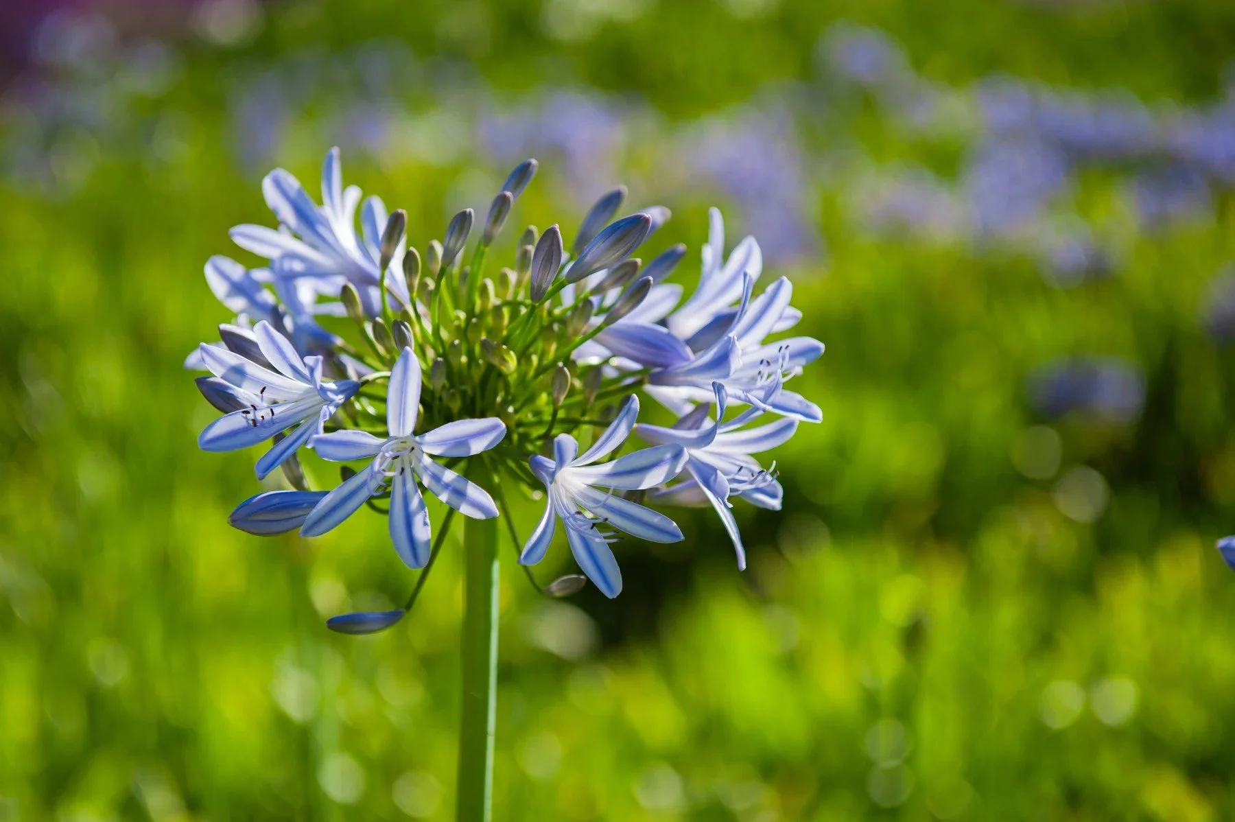 A blue agapanthus flower head at 147 Castilian Drive
