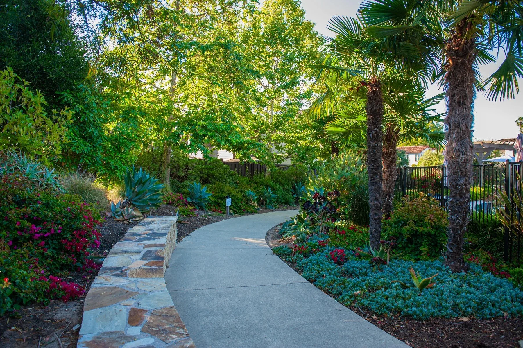 Curving garden path through palms and layered planting at Tree Farm
