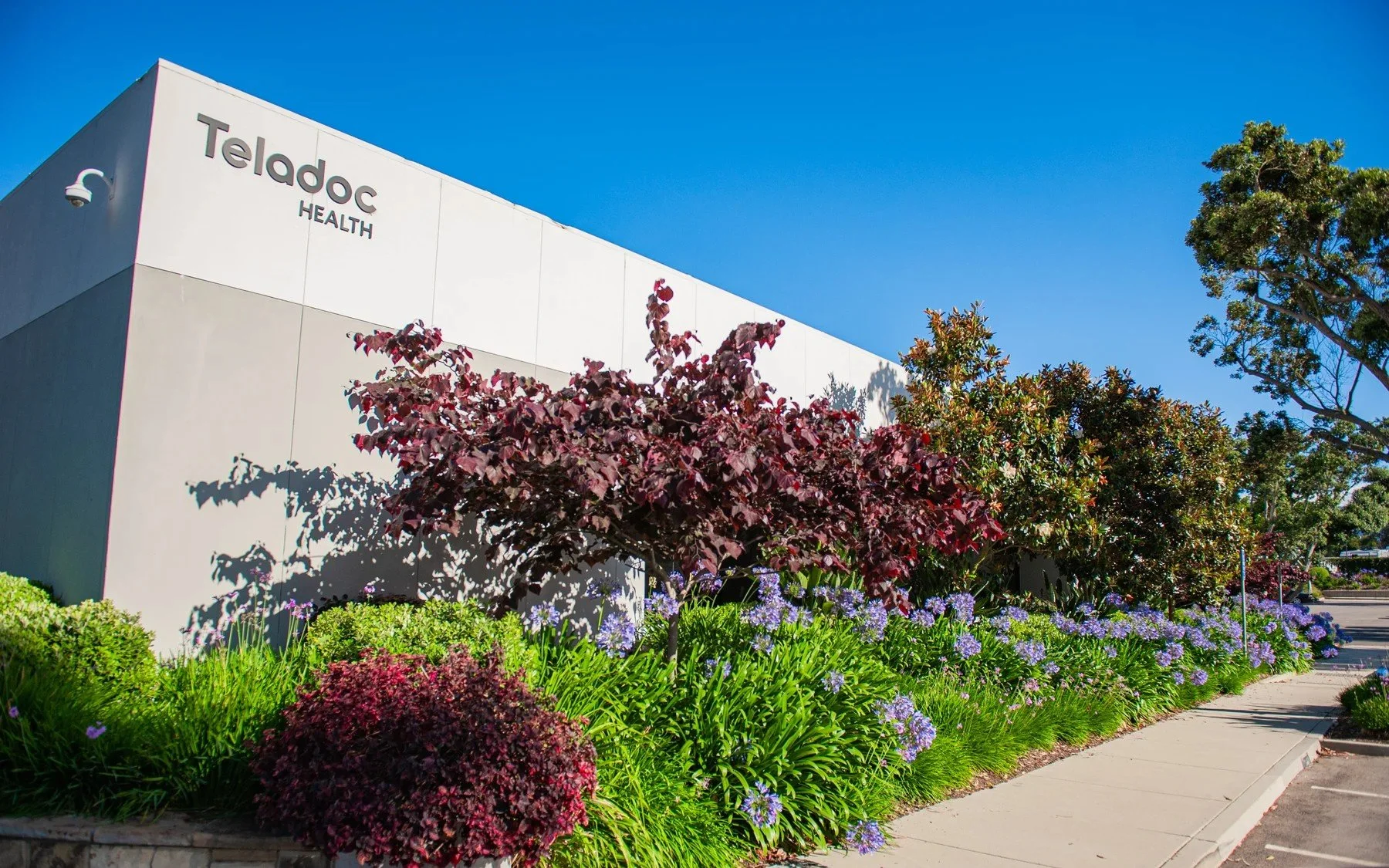 Red-leaved trees and blue flowers outside a building at Hollister Business Park