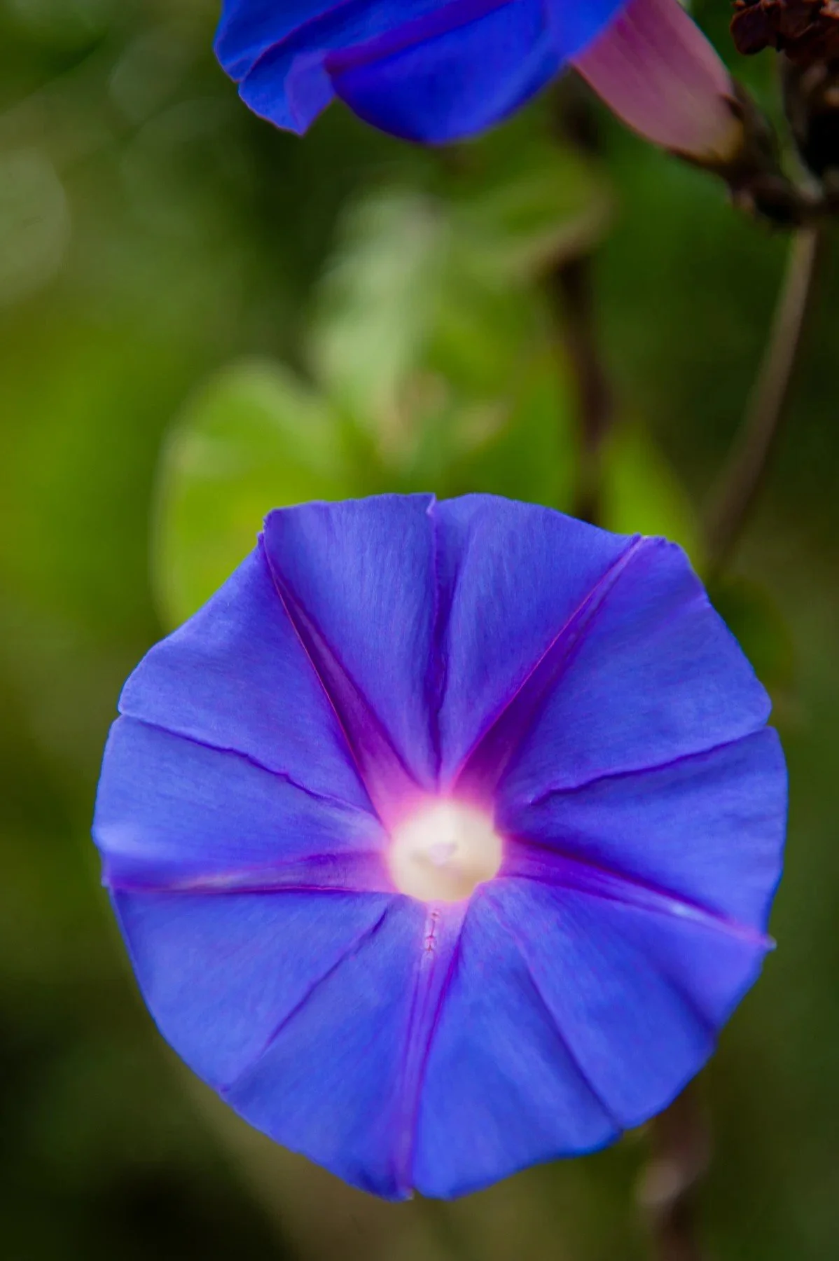 A blue-purple flower in the Villa Mesa gardens