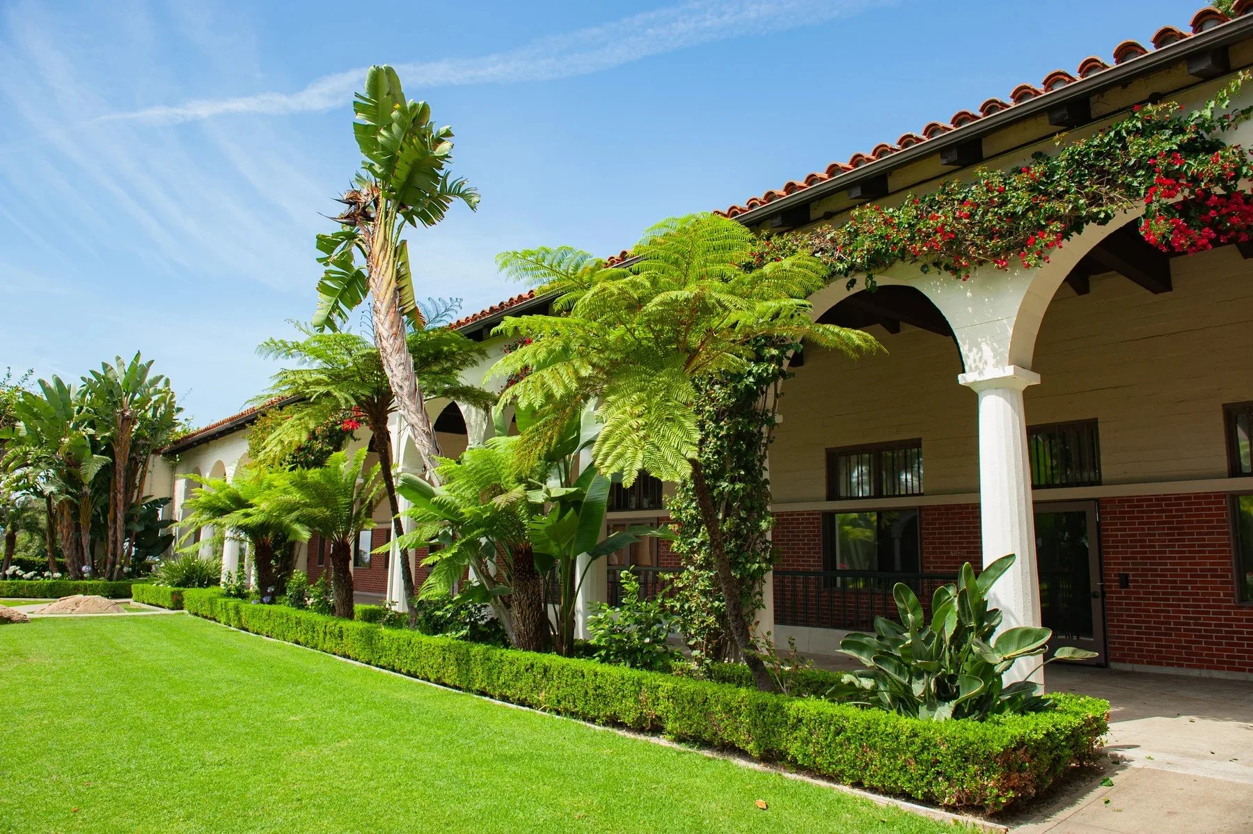 A palm and tree fern beside the vine-covered arches at Riviera Park