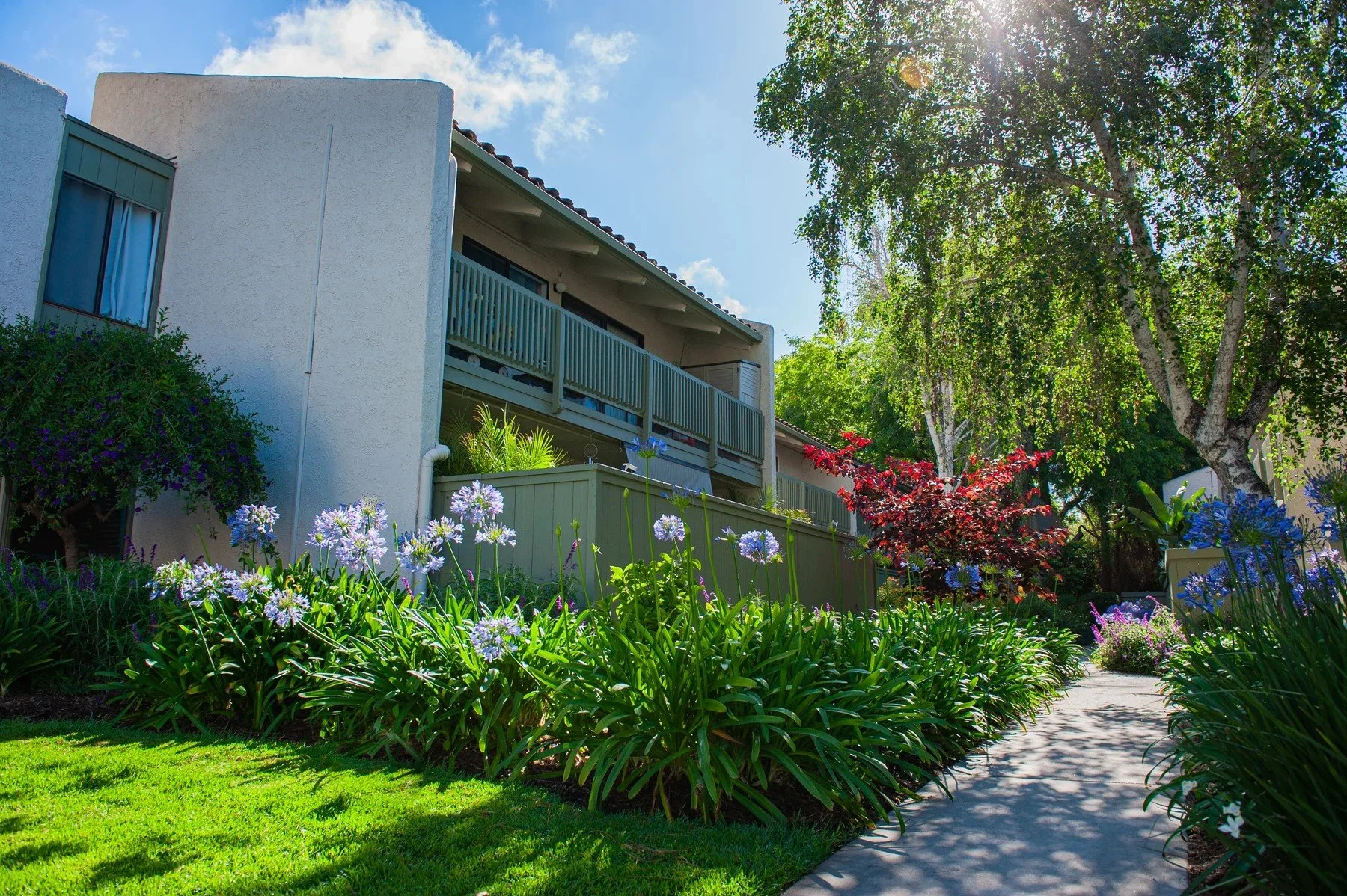 A sunlit path through blue and white flowers at La Goleta