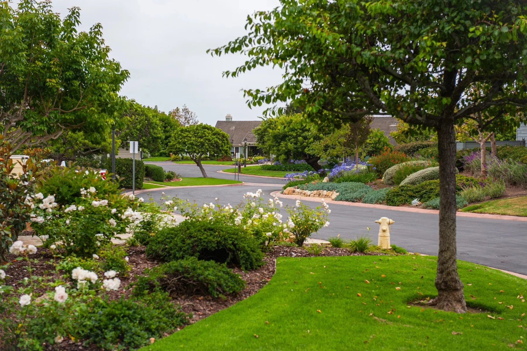 White roses and green lawn beneath street trees at Sierra Madre
