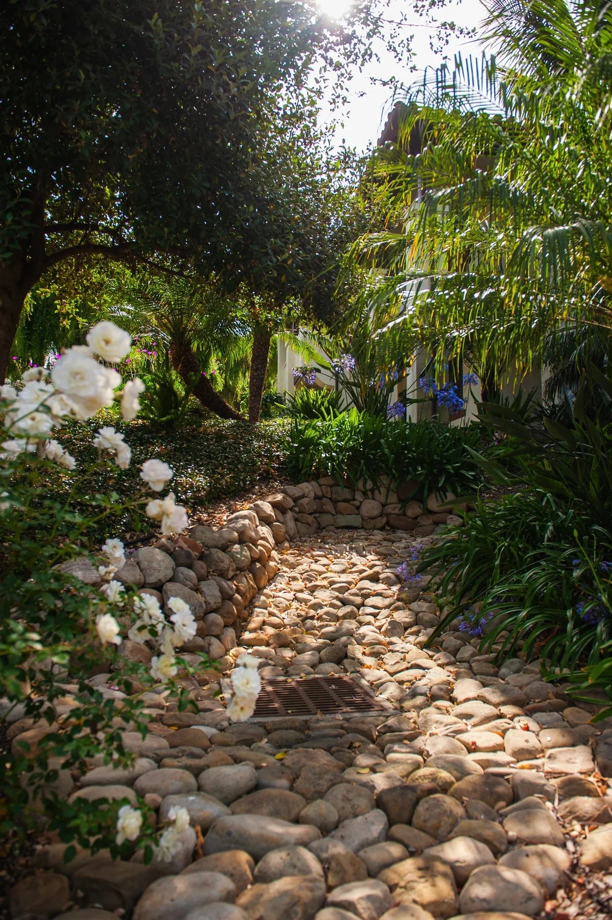 A shaded dry creek bed of rounded stones bordered by white flowers at Samarkand