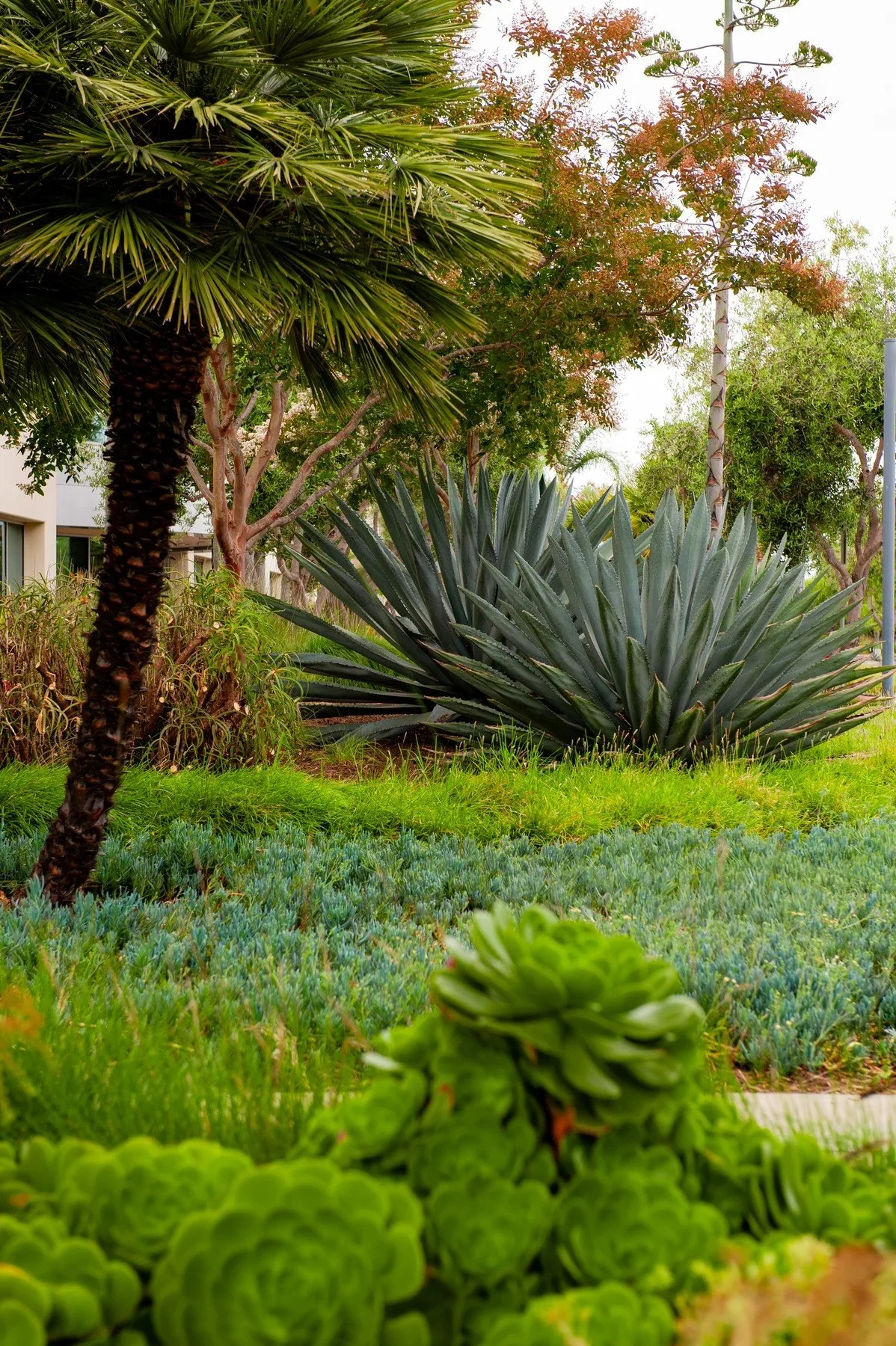 Layered succulents, a tree fern, and an agave in a Deckers campus garden