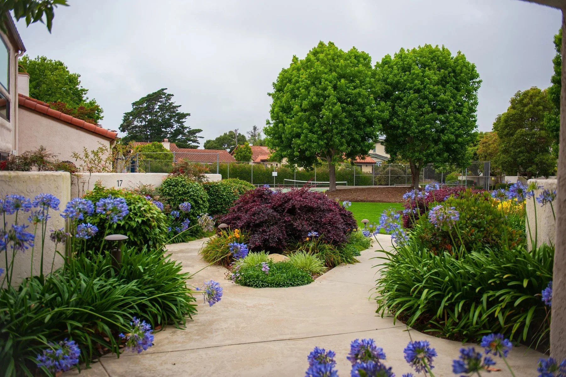 A garden path bordered by blue flowers and purple foliage at Villa Mesa