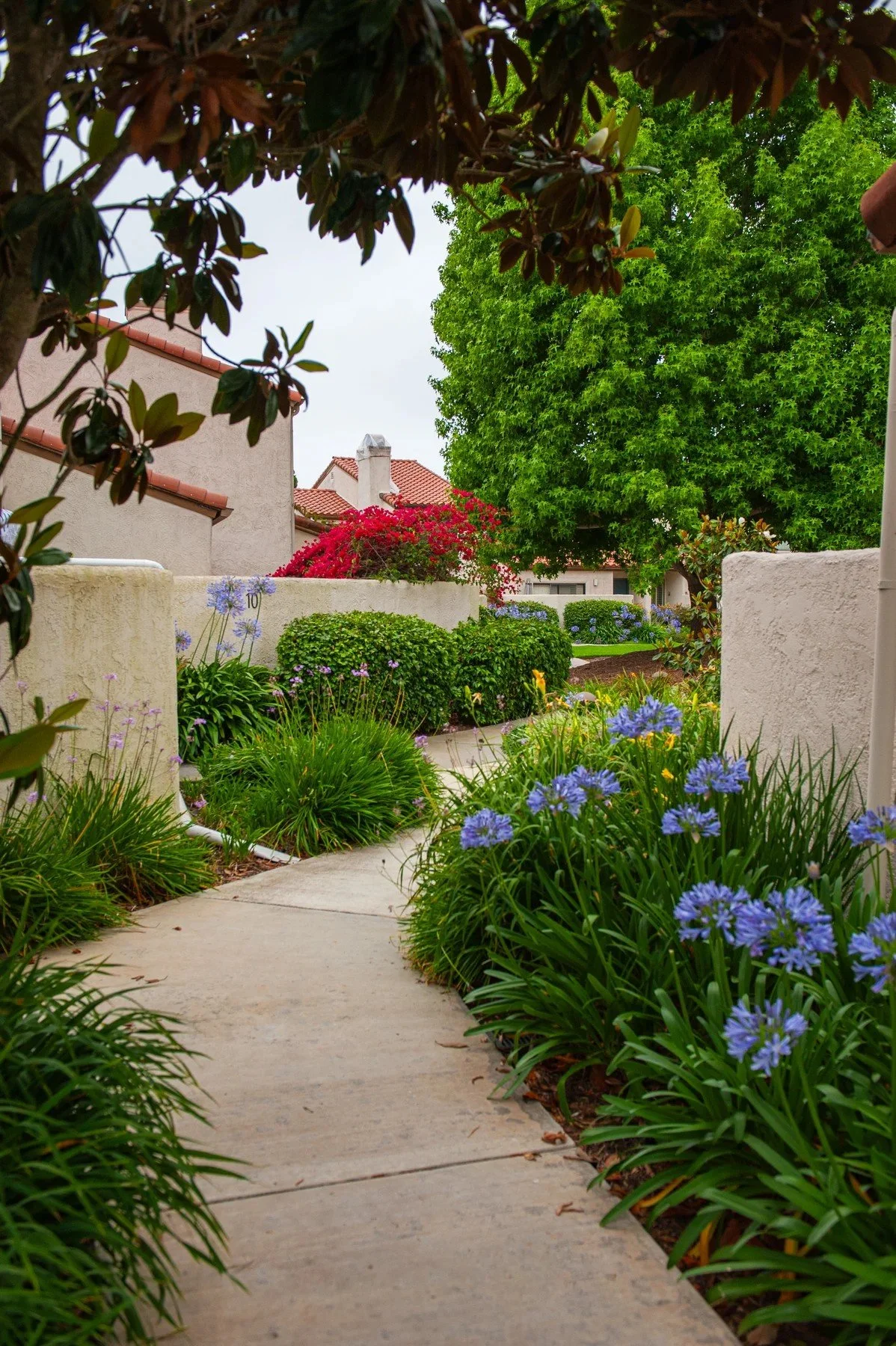 A shaded garden path lined with blue flowers at Villa Mesa