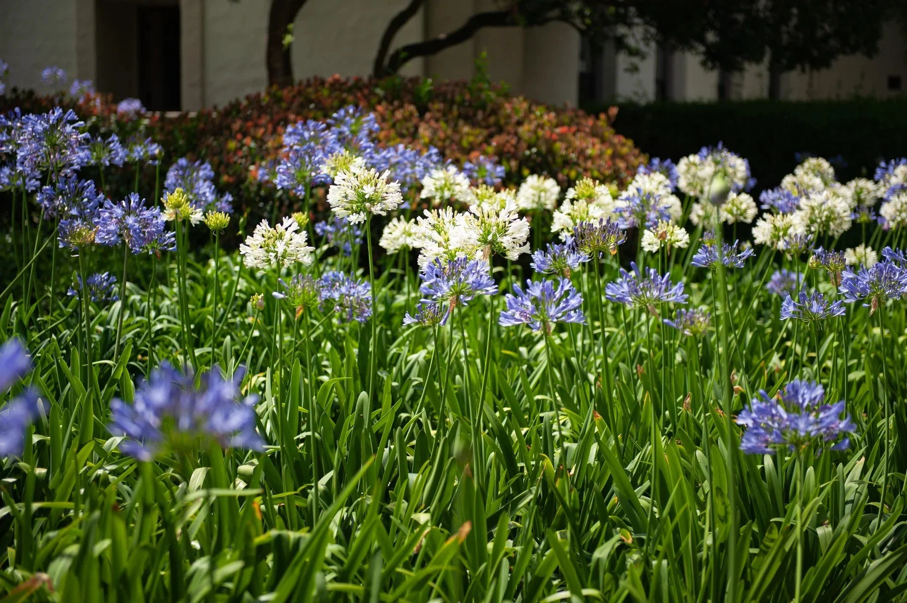 Blue and white flowers in a Riviera Park garden border