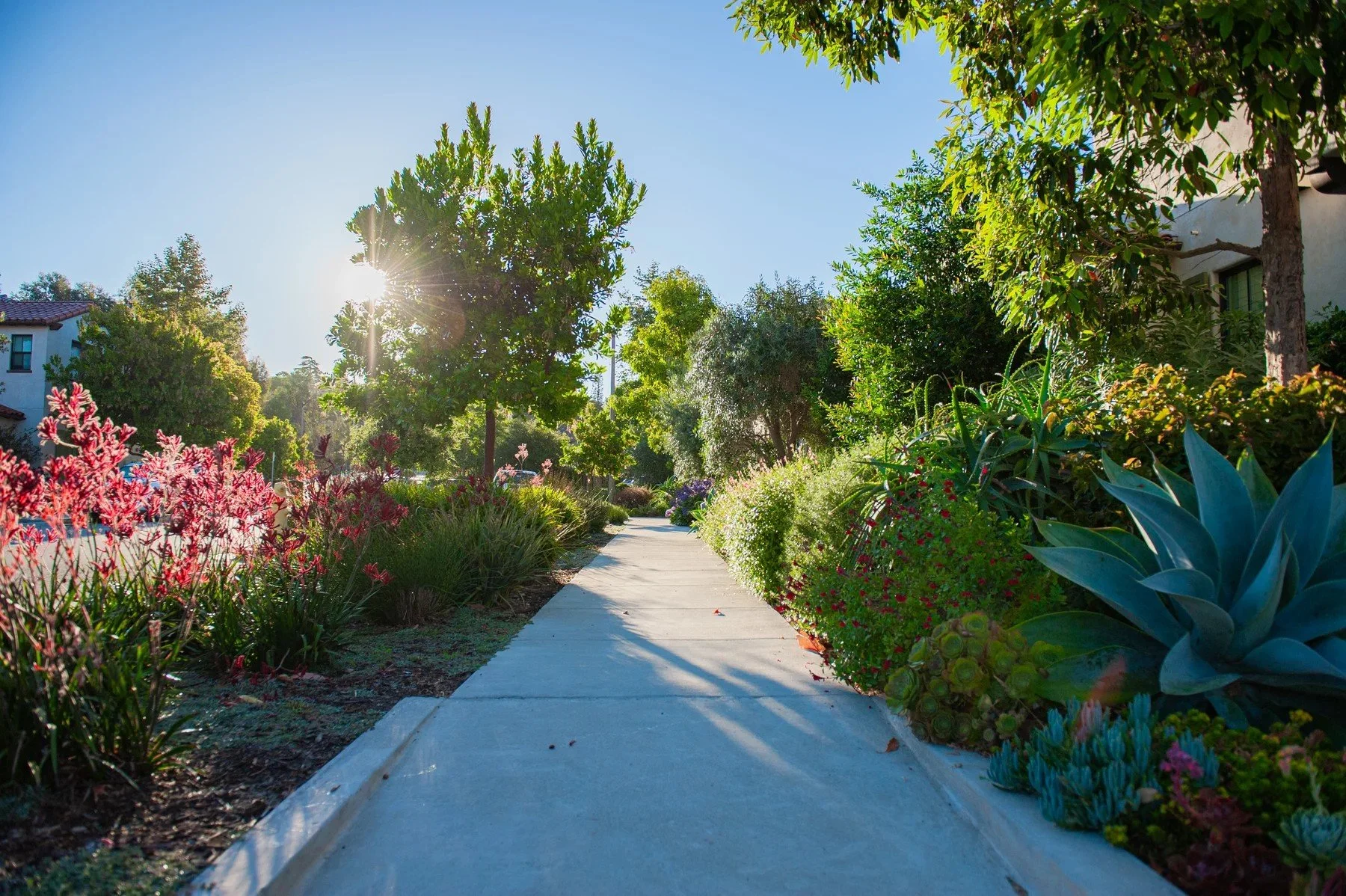 Sunlit garden path bordered by agaves and flowering plants at Tree Farm