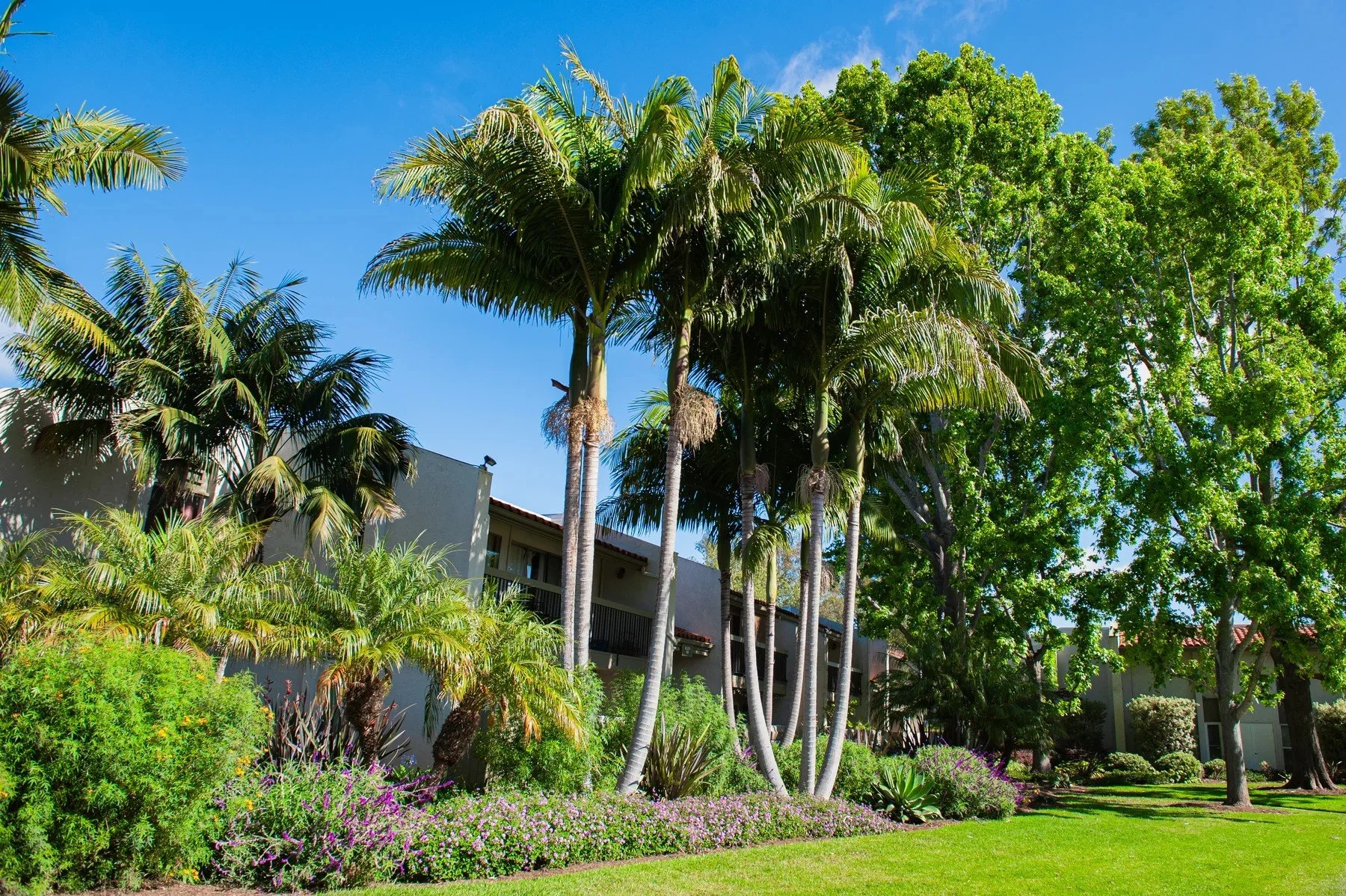 Tall palms above layered planting and a green lawn at La Goleta