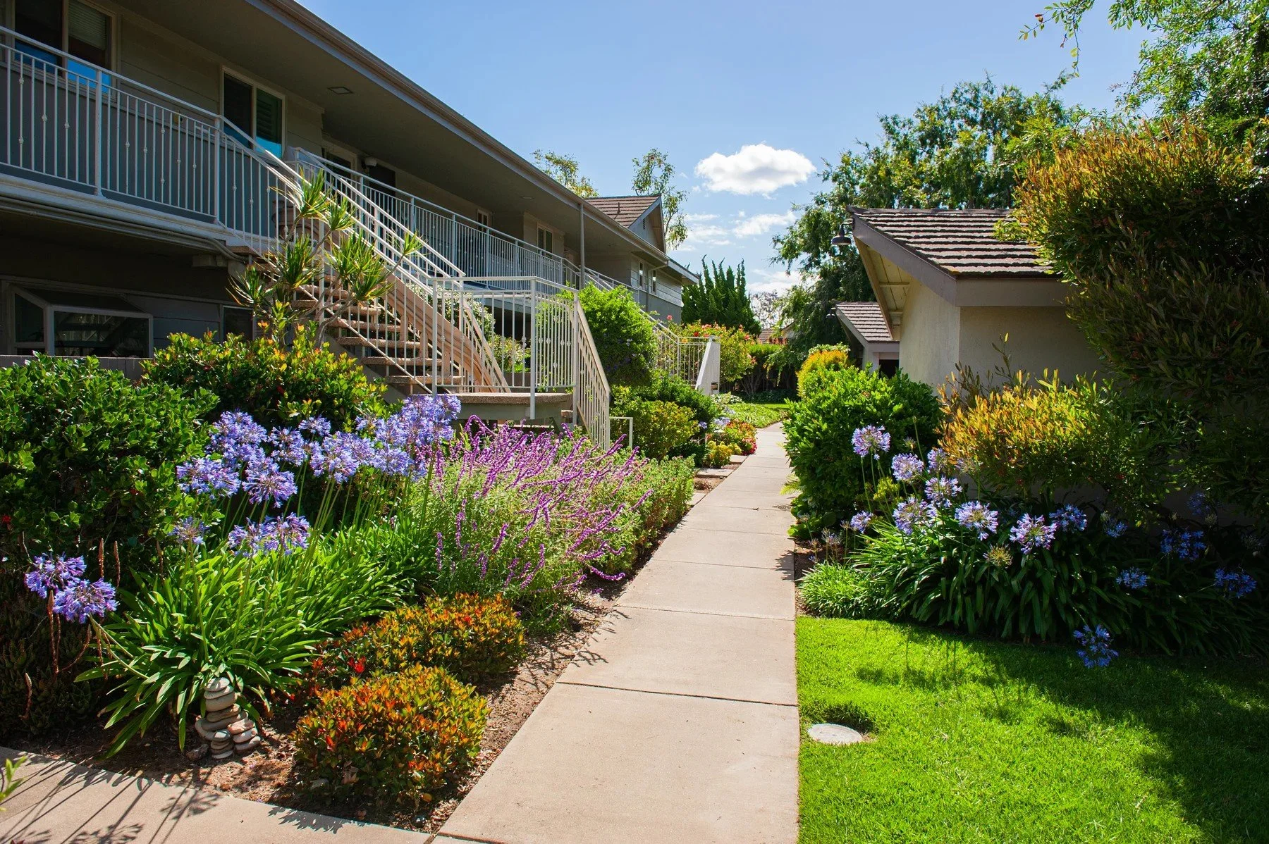Purple flowers lining a path between residences at Encina Royale
