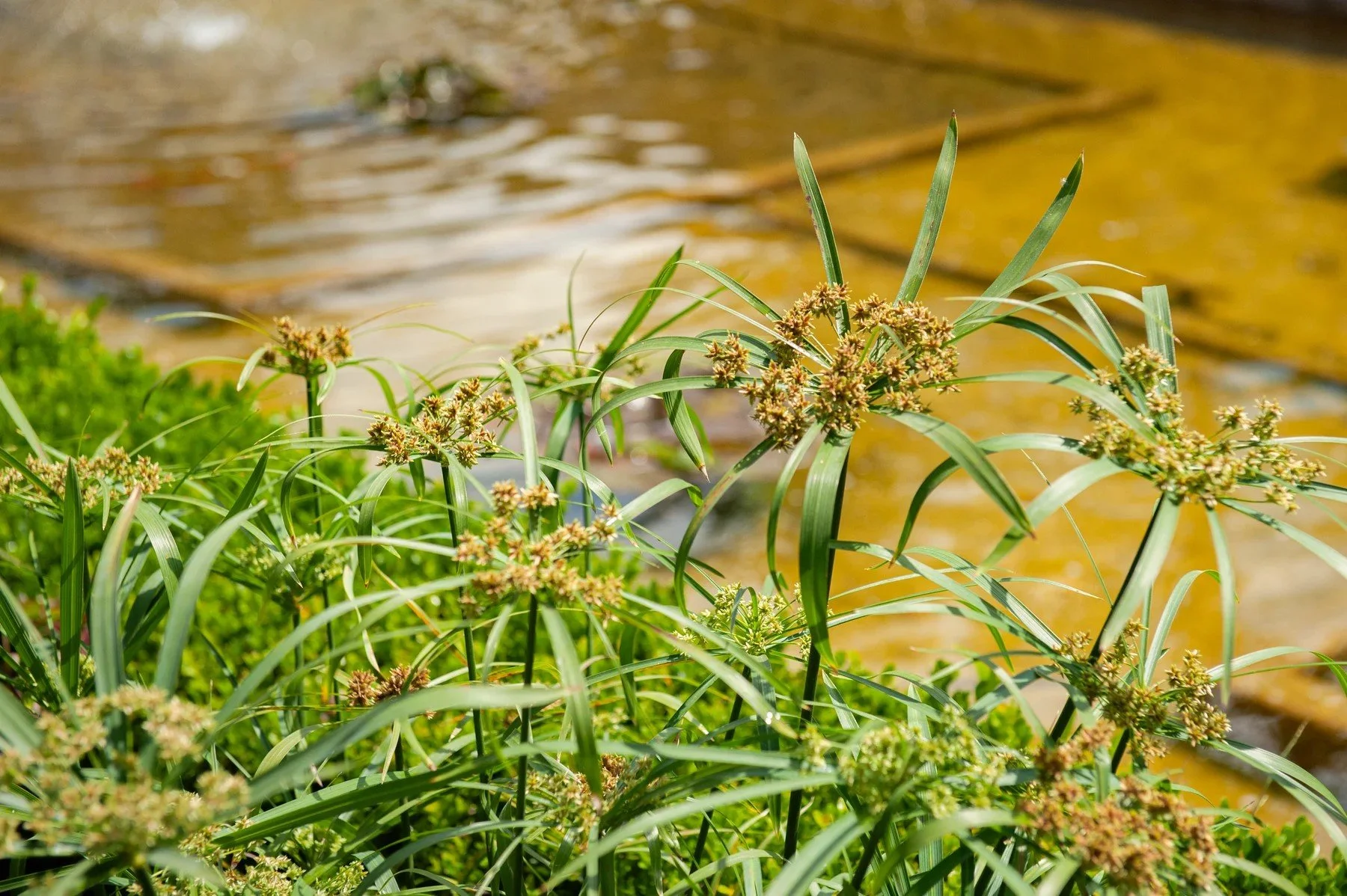 Fine-leaved planting beside the reflecting pool at Riviera Park