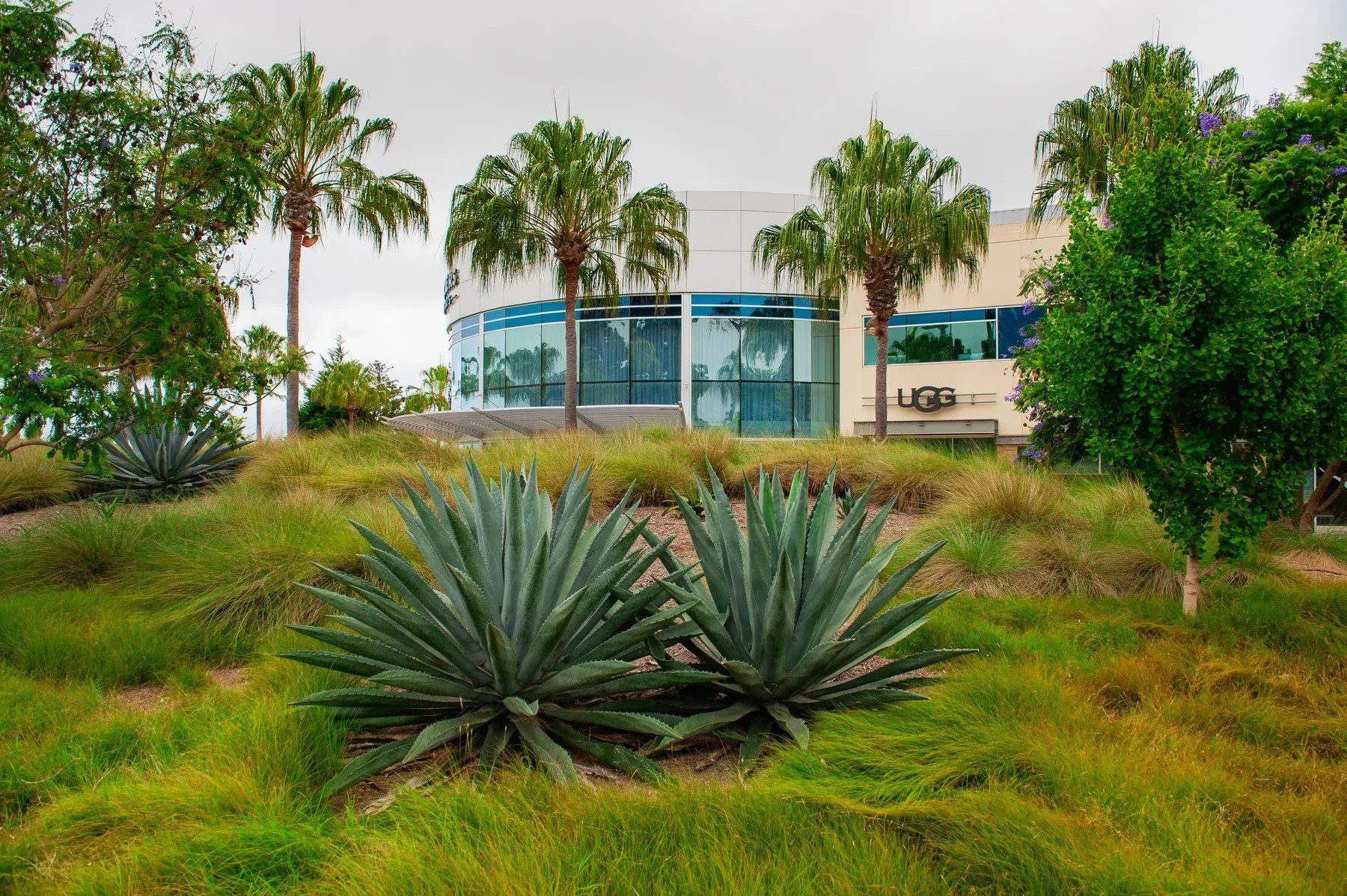 Sculptural agaves, ornamental grasses, and palms outside the Deckers campus