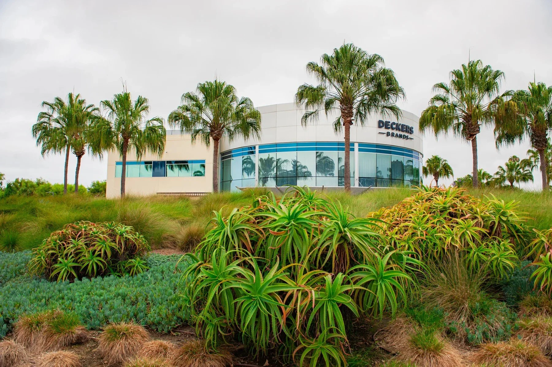 Layered aloes, grasses, and blue-gray groundcover below palms at the Deckers building