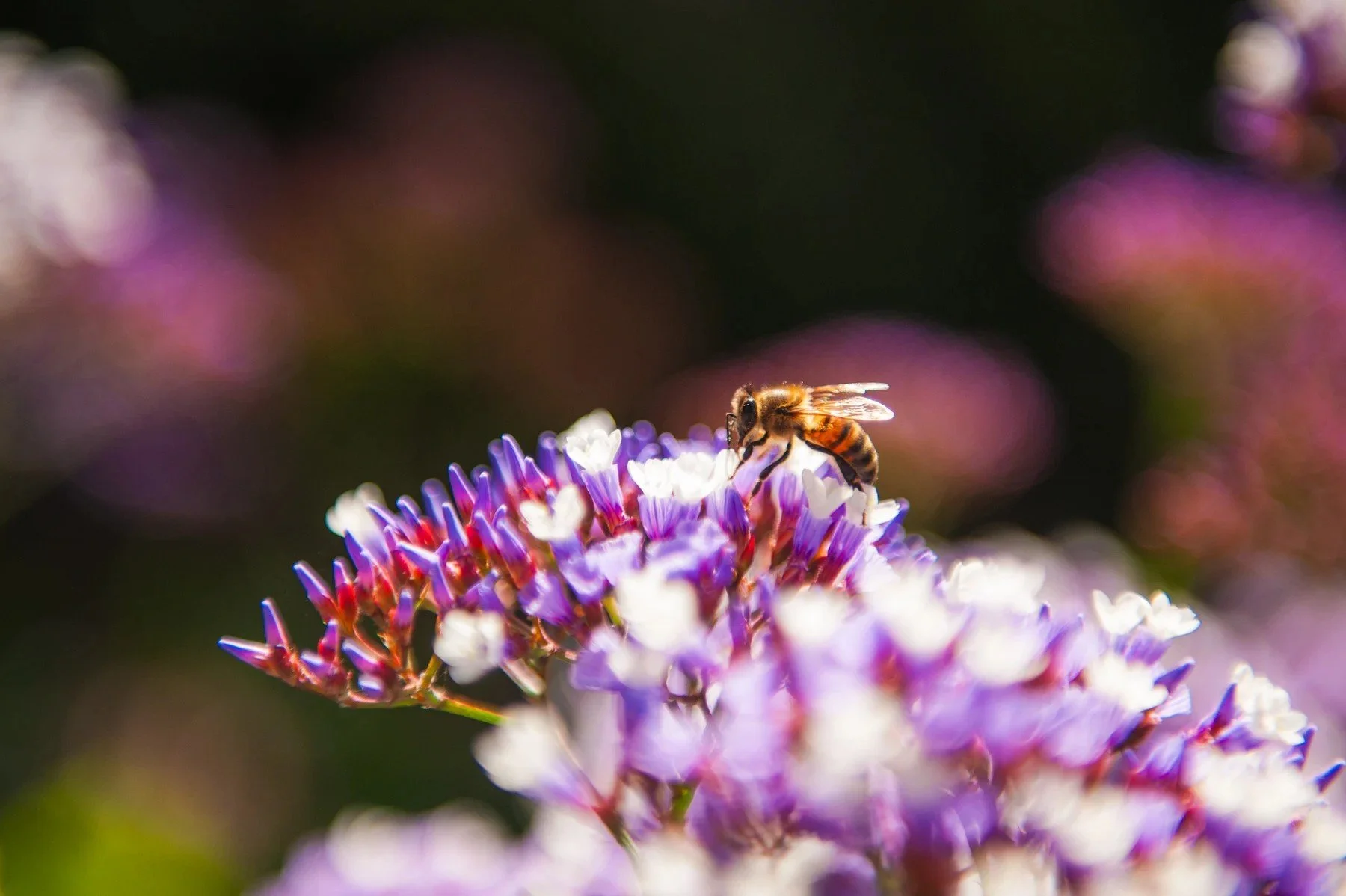 A bee visiting purple flowers in the Samarkand gardens