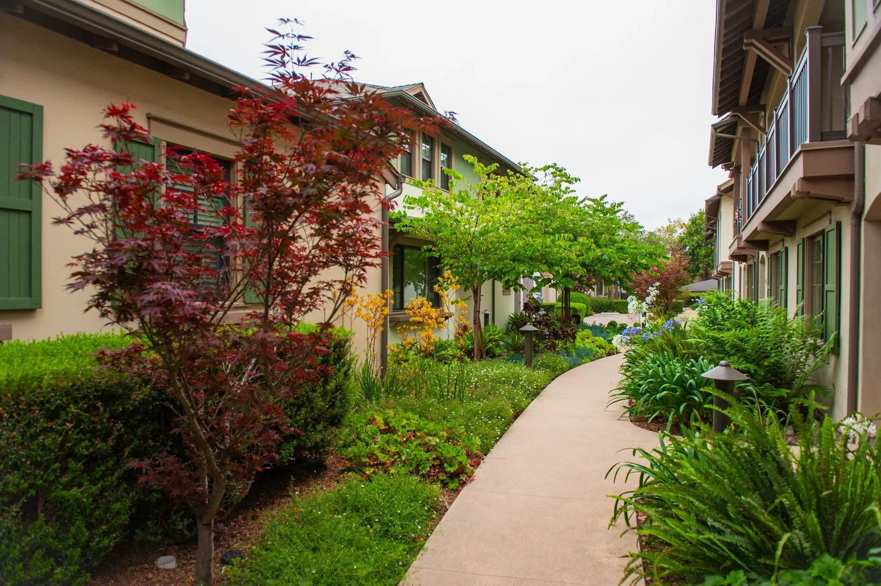 A red-leaved tree and flowering garden beds beside a Tejado Grove walkway