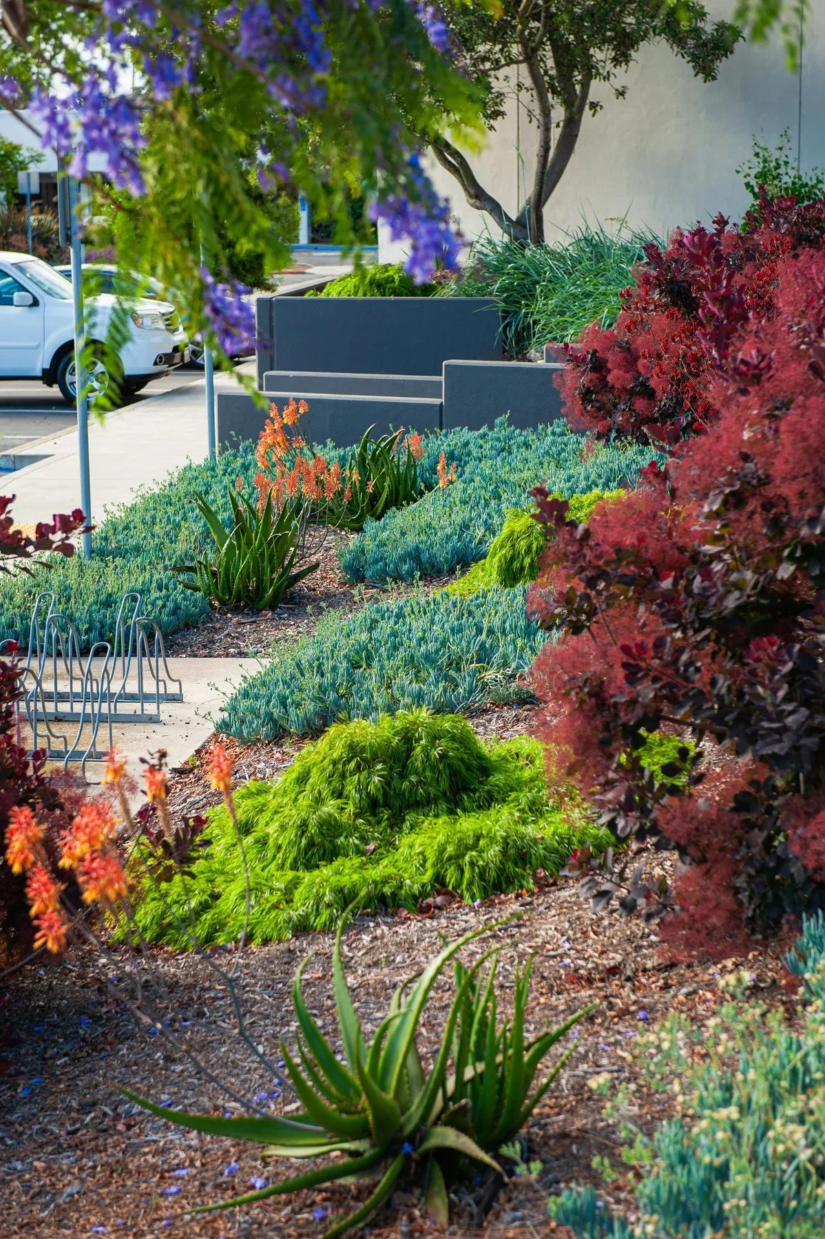 A planted slope of succulents and colorful foliage at 26 Castilian
