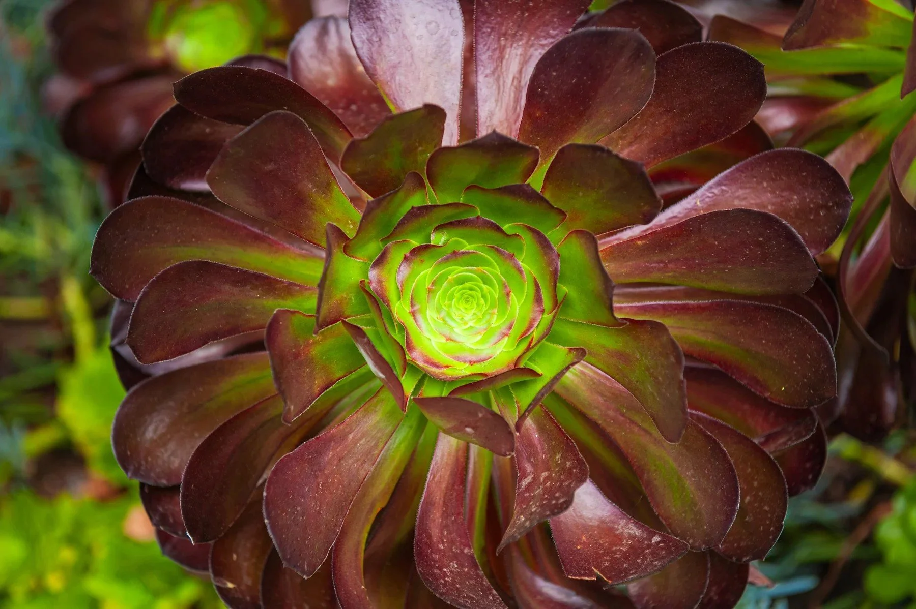 Burgundy and green leaves of a succulent rosette at Tejado Grove