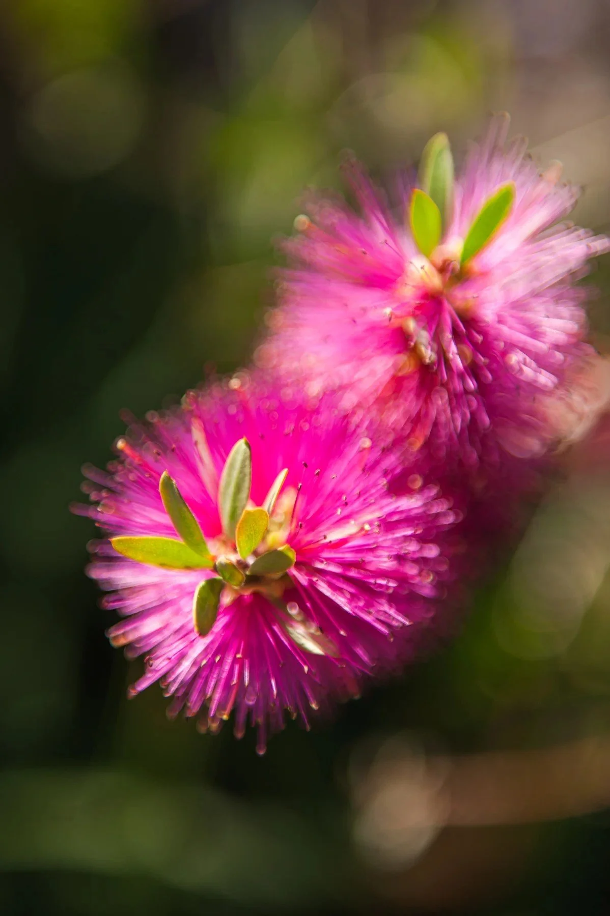 Pink bottlebrush flowers in the landscape at 26 Castilian