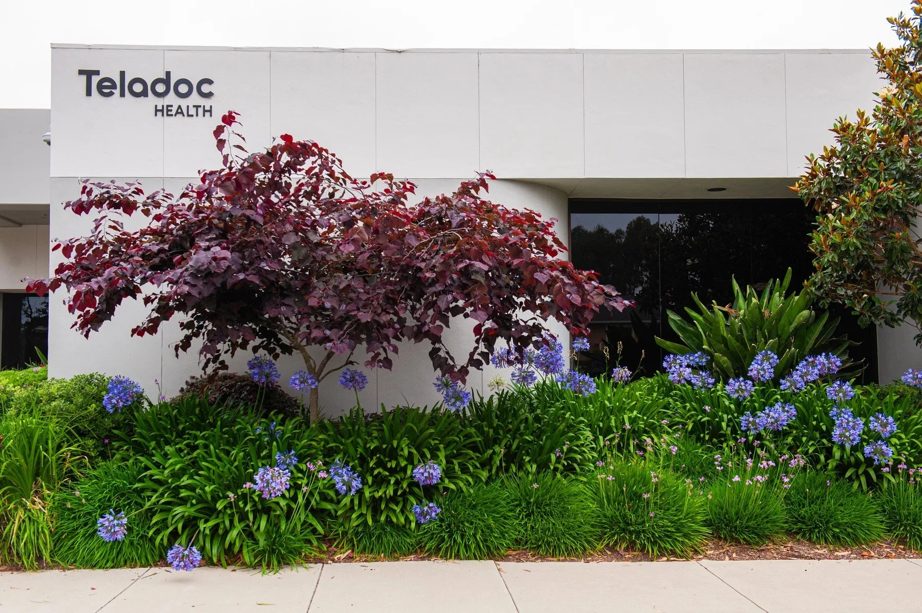 Red foliage and blue flowers beside a Hollister Business Park building