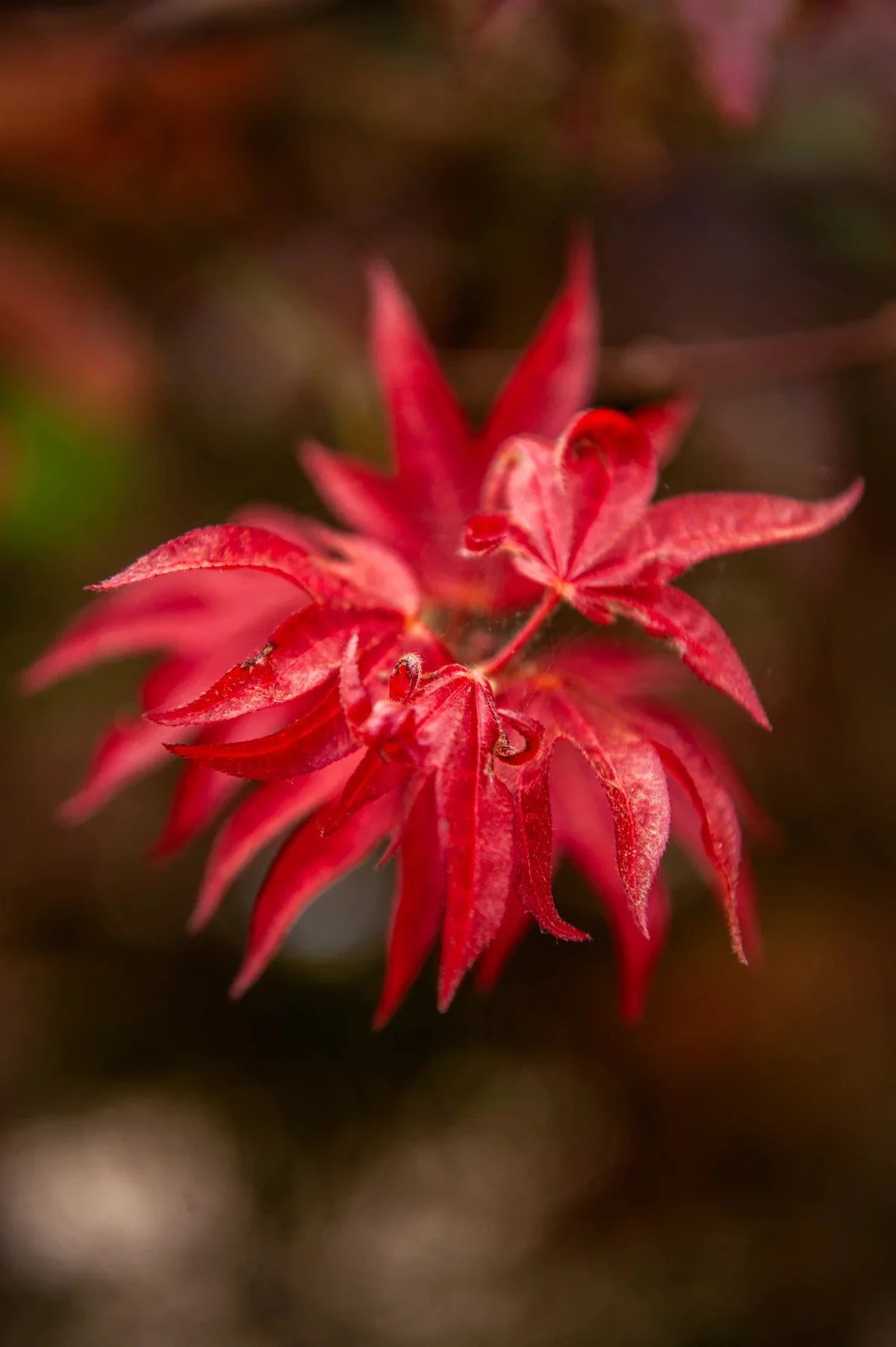 Bright red young leaves in the Tejado Grove gardens