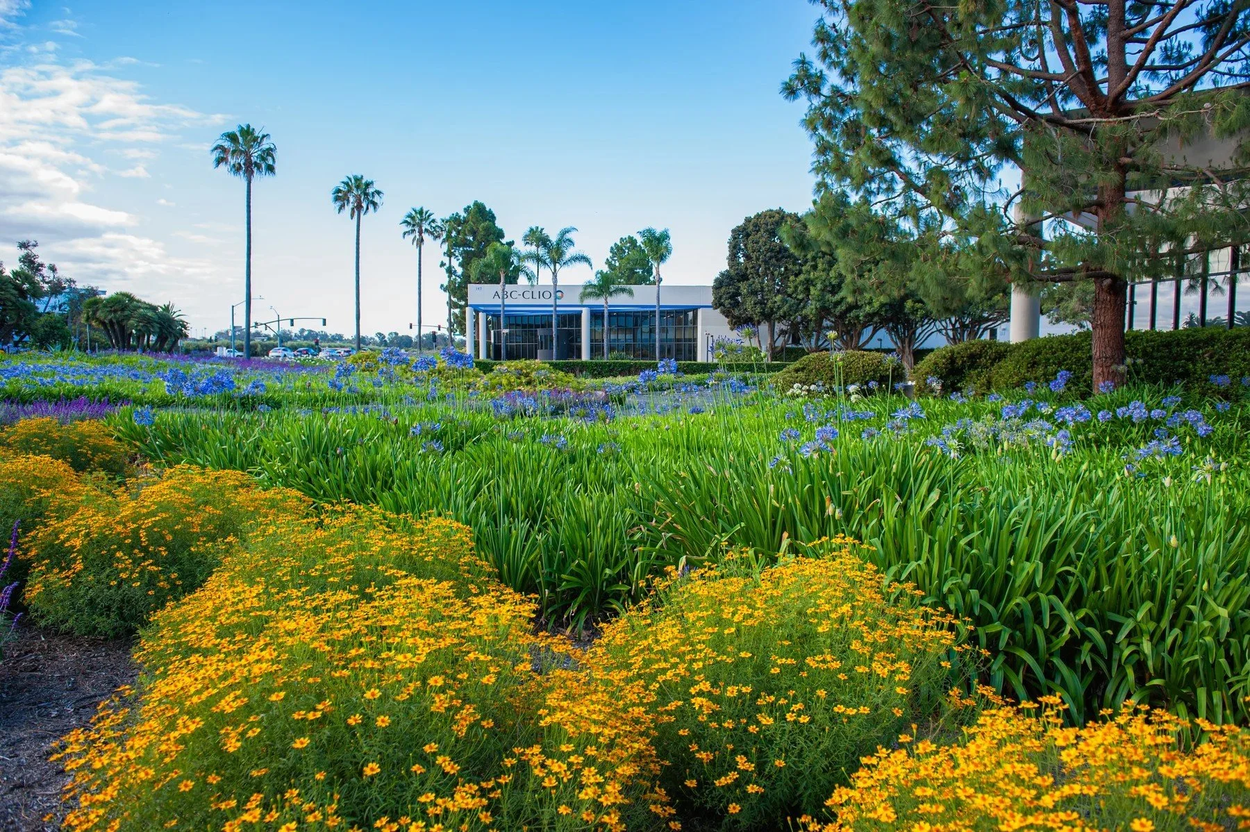 Broad beds of gold and purple flowers beside a garden path at 147 Castilian Drive